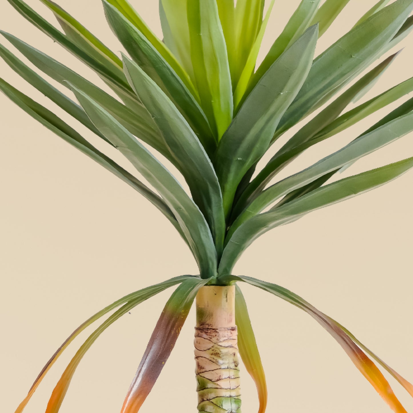 Yucca Elephantipes 2.6 feet