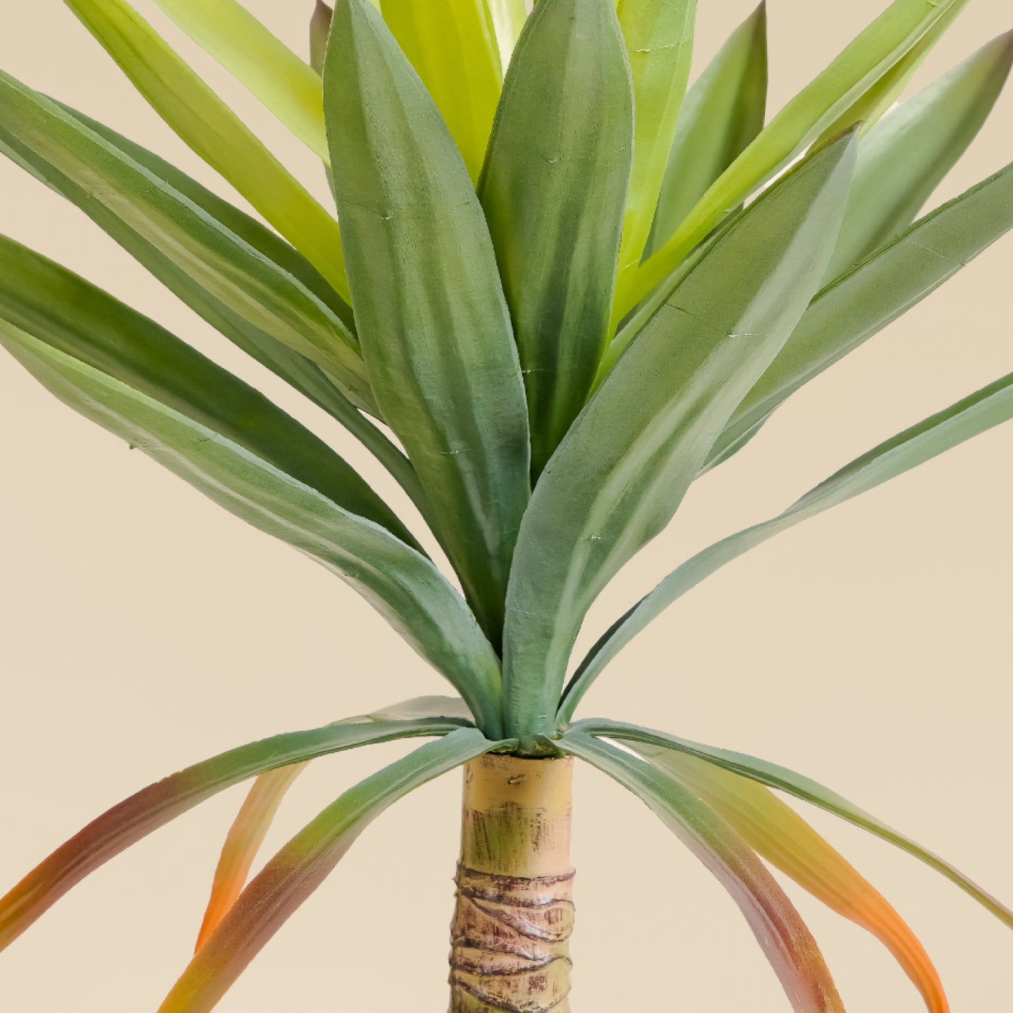 Yucca Elephantipes 1.85 feet