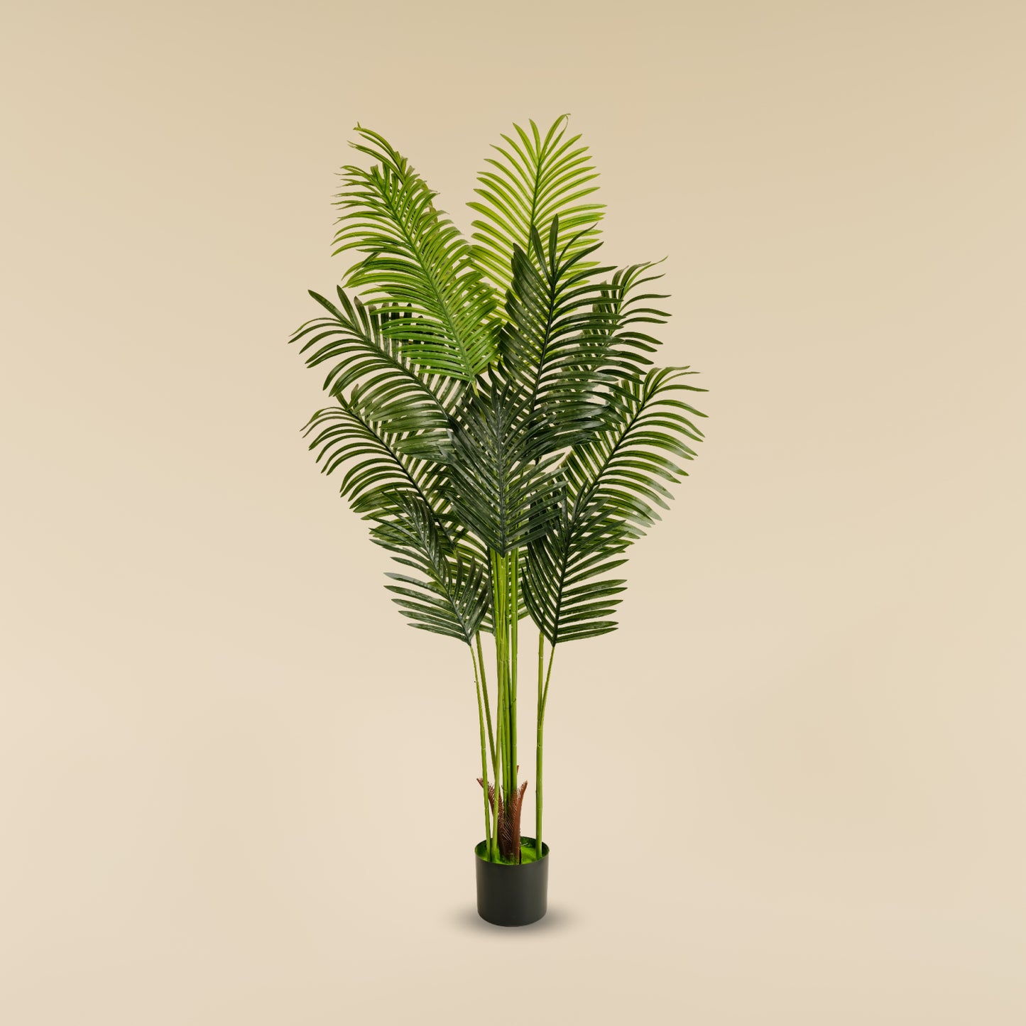 Areca Palm (5.2 Feet)