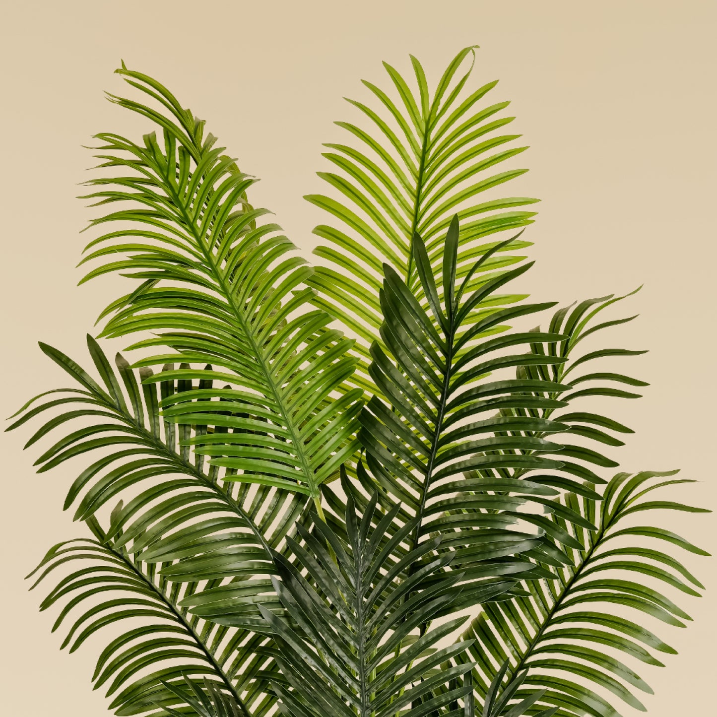 Areca Palm (5.2 Feet)