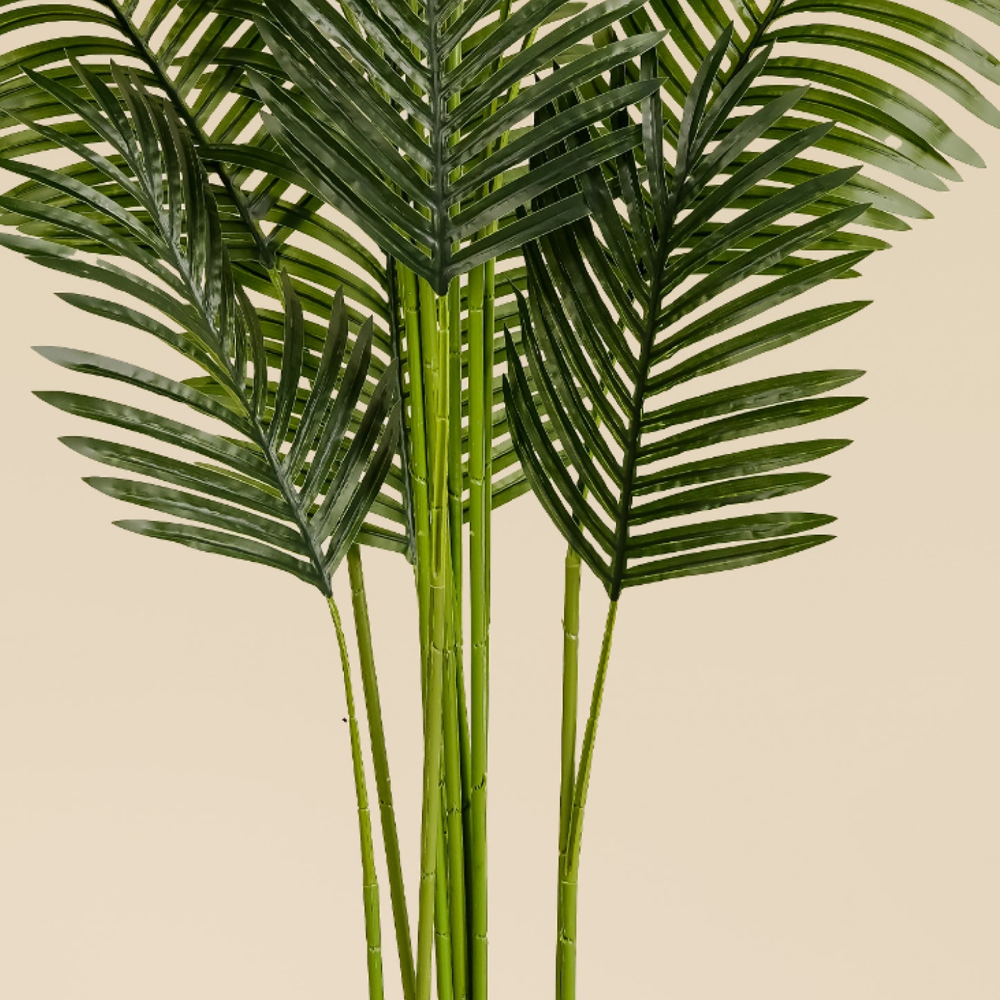 Areca Palm (5.2 Feet)