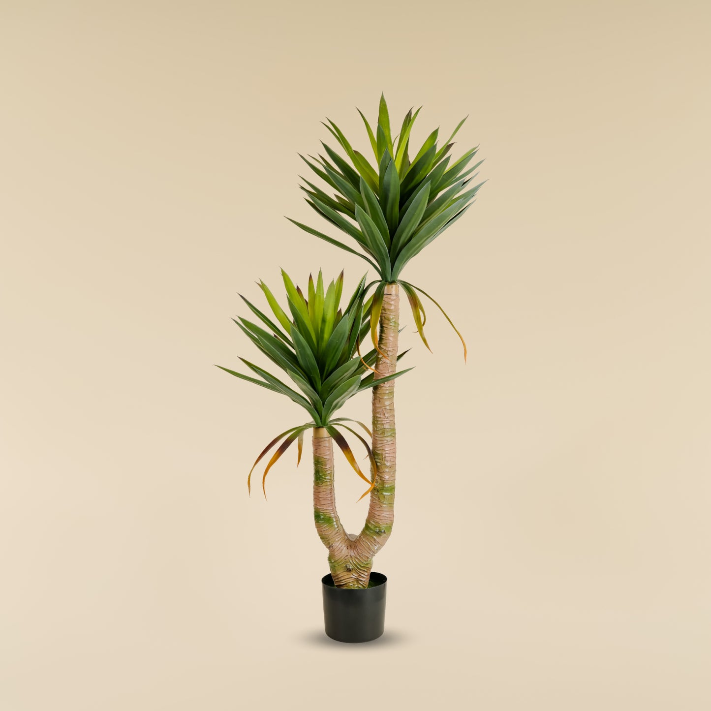 Yucca Elephantipes (4.3 Feet)
