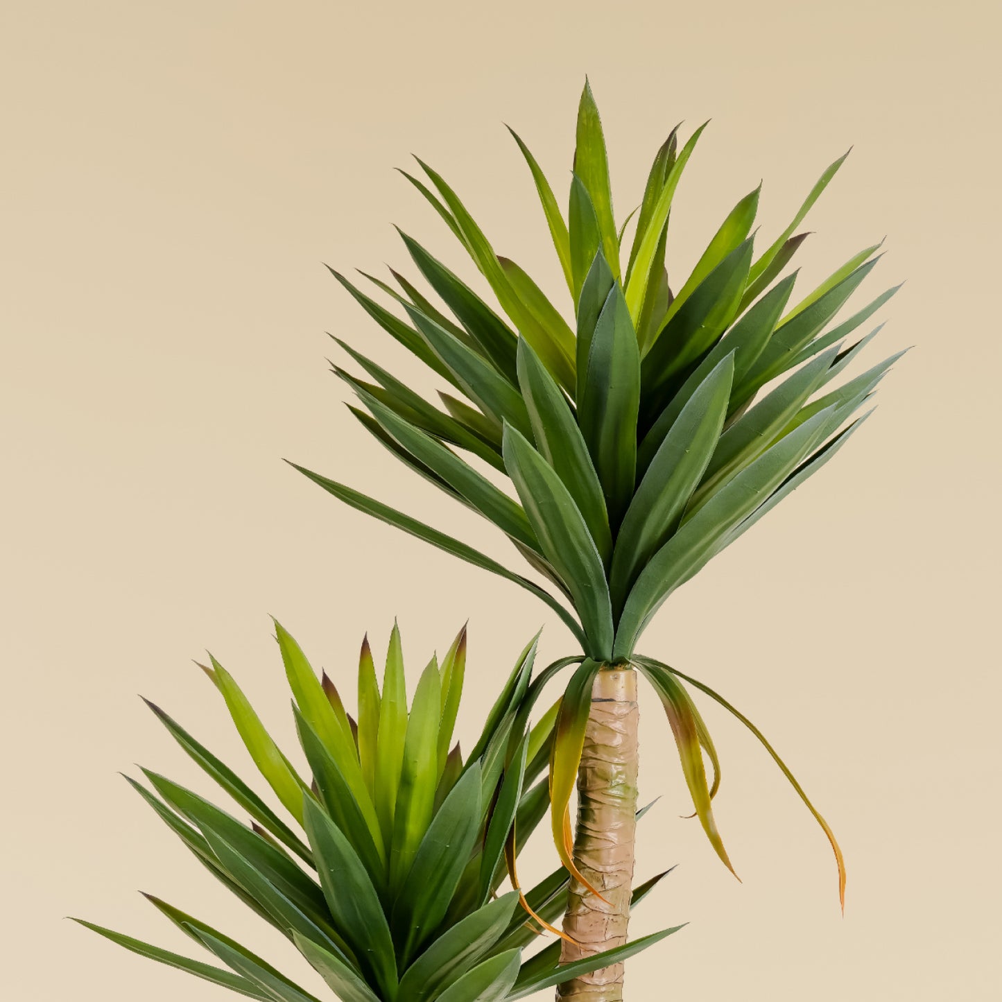 Yucca Elephantipes (4.3 Feet)