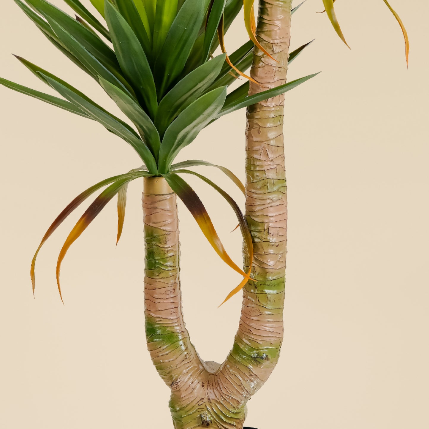 Yucca Elephantipes (4.3 Feet)
