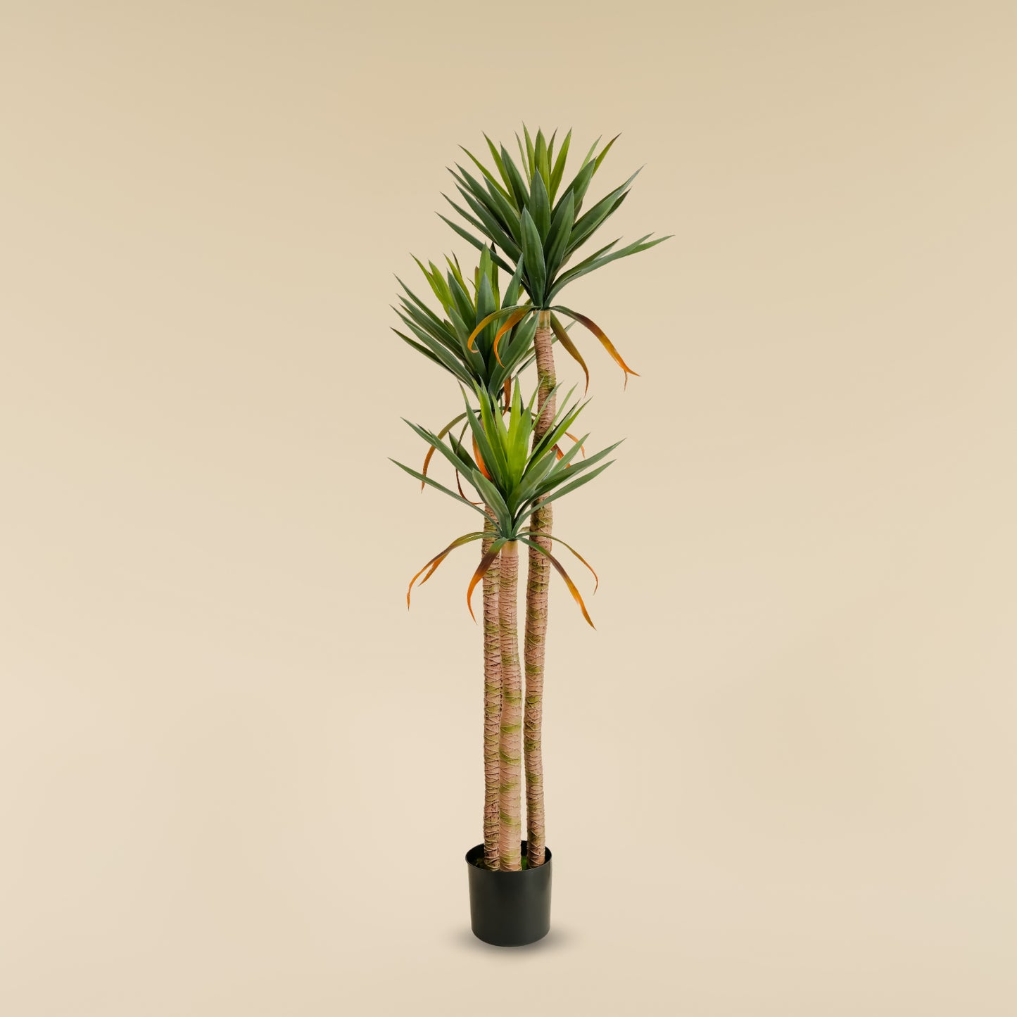 Yucca Elephantipes  (5.2 Feet)