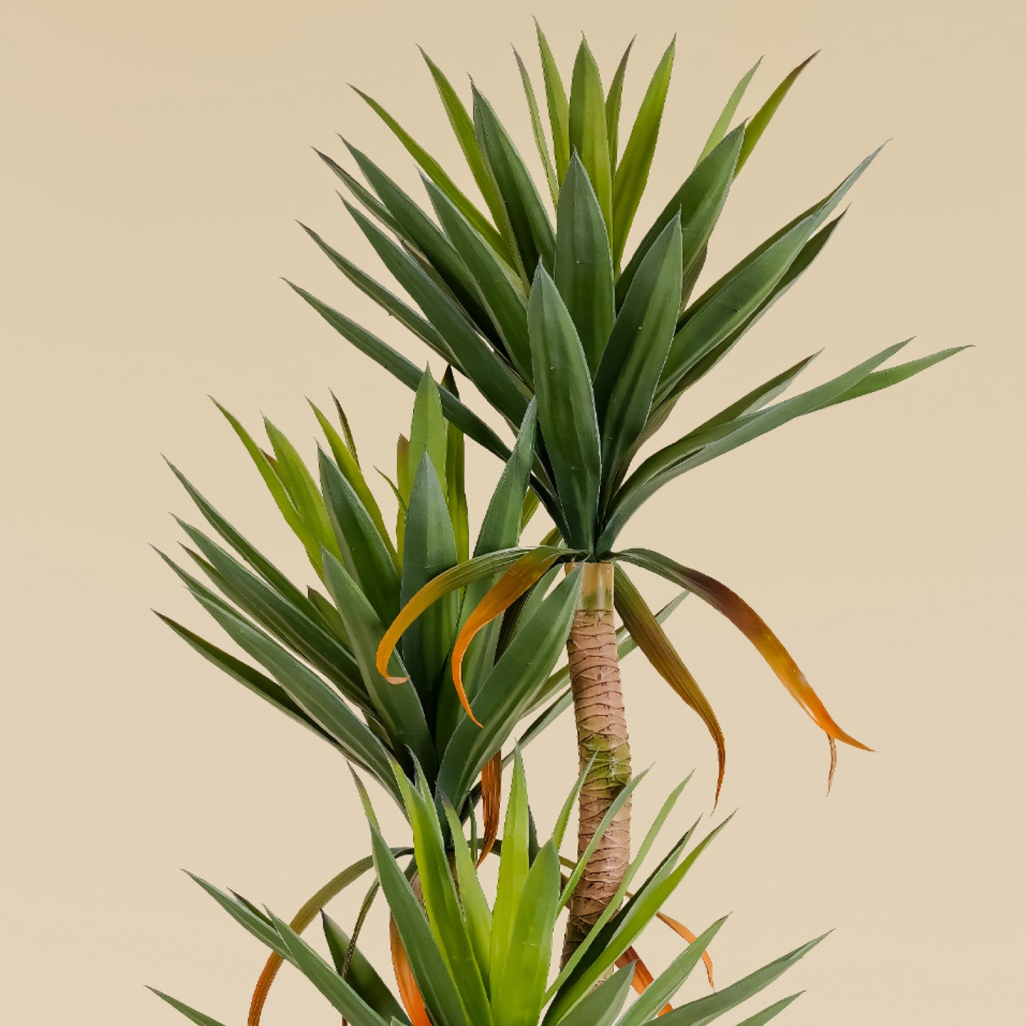 Yucca Elephantipes  (5.2 Feet)