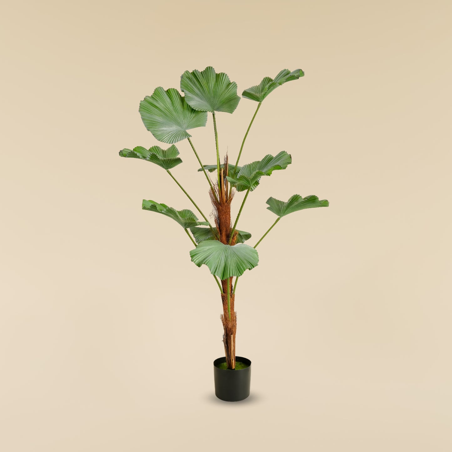 Japanese Ruffled Fan Palm (10 Leaves)