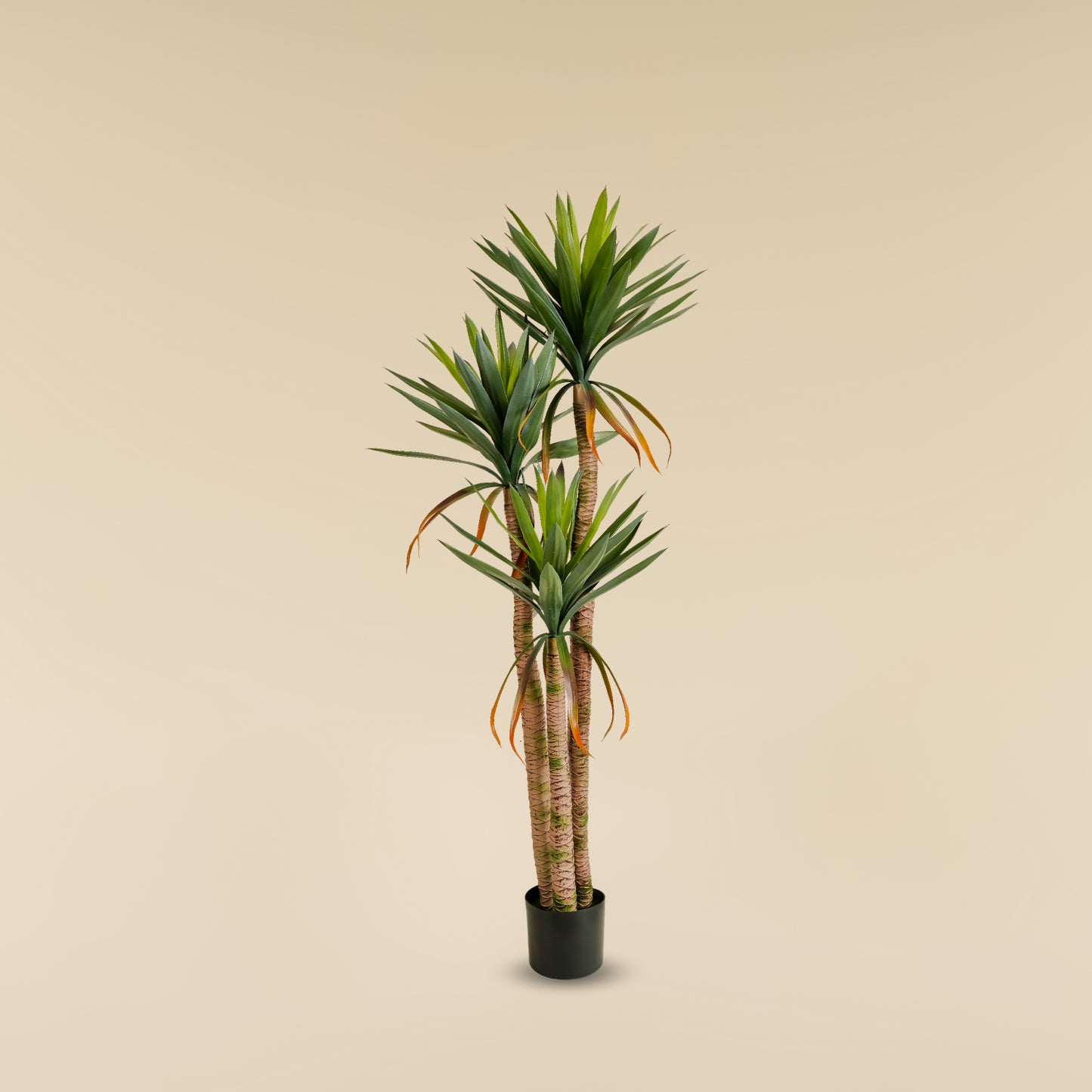 Yucca Elephantipes (6 feet)