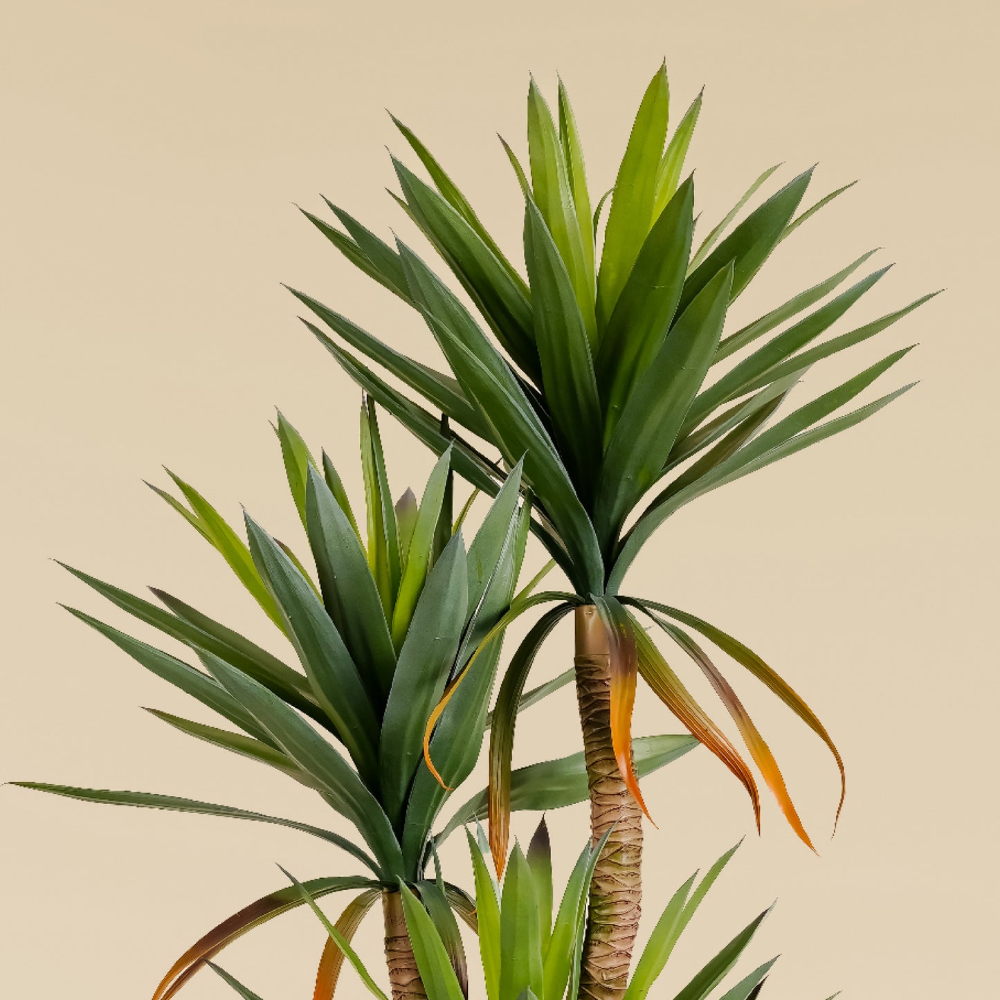 Yucca Elephantipes (6 feet)