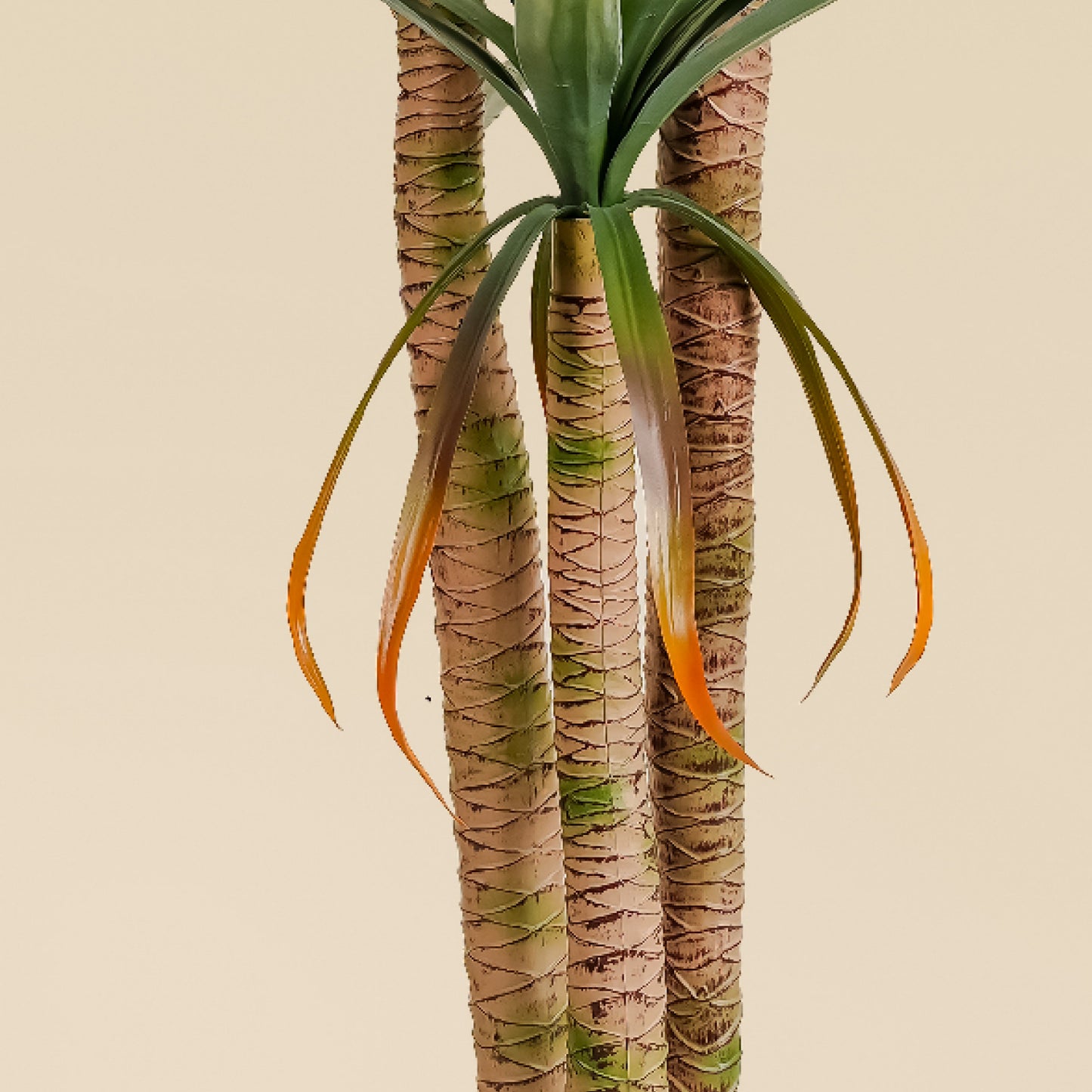 Yucca Elephantipes (6 feet)