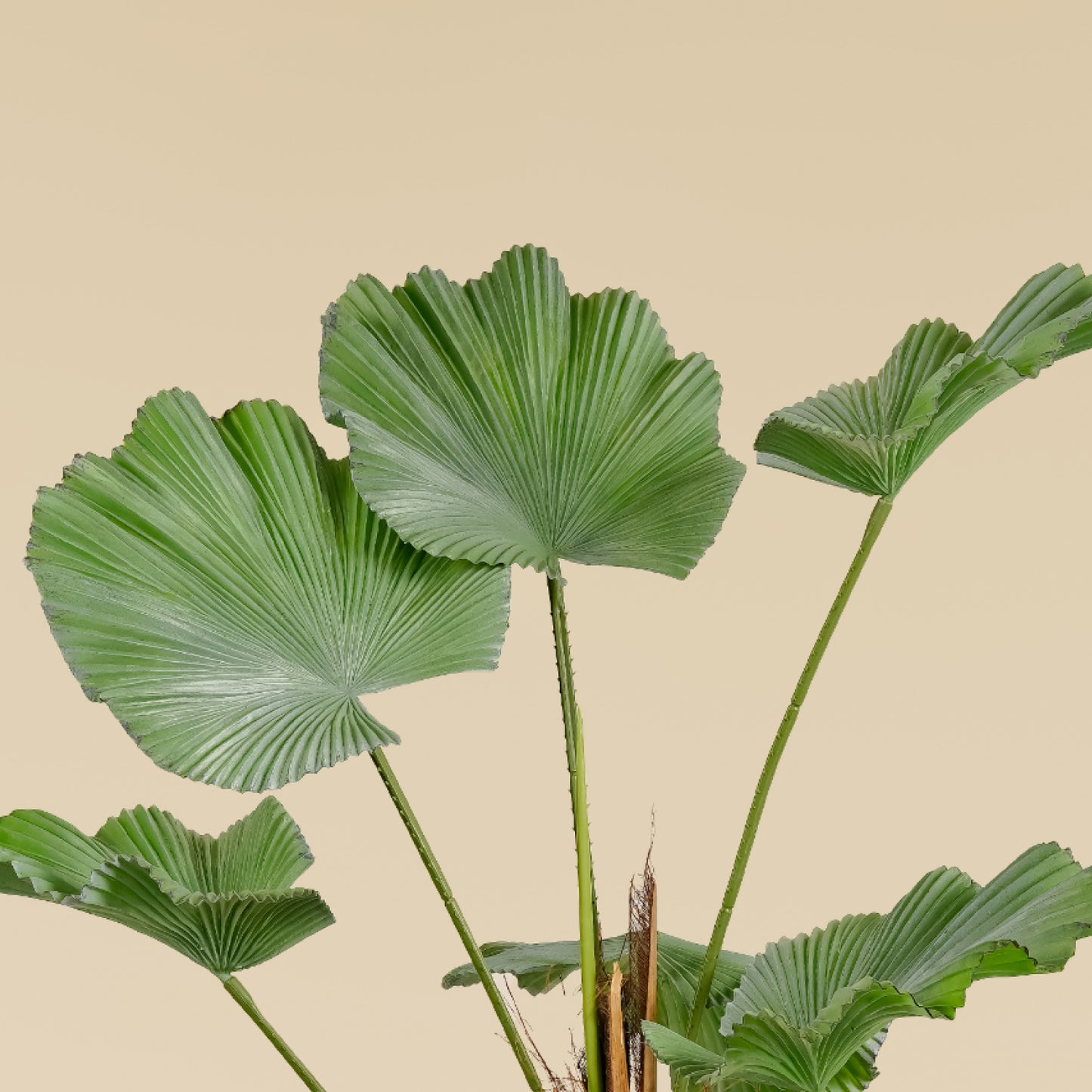 Japanese Ruffled Fan Palm (10 Leaves)
