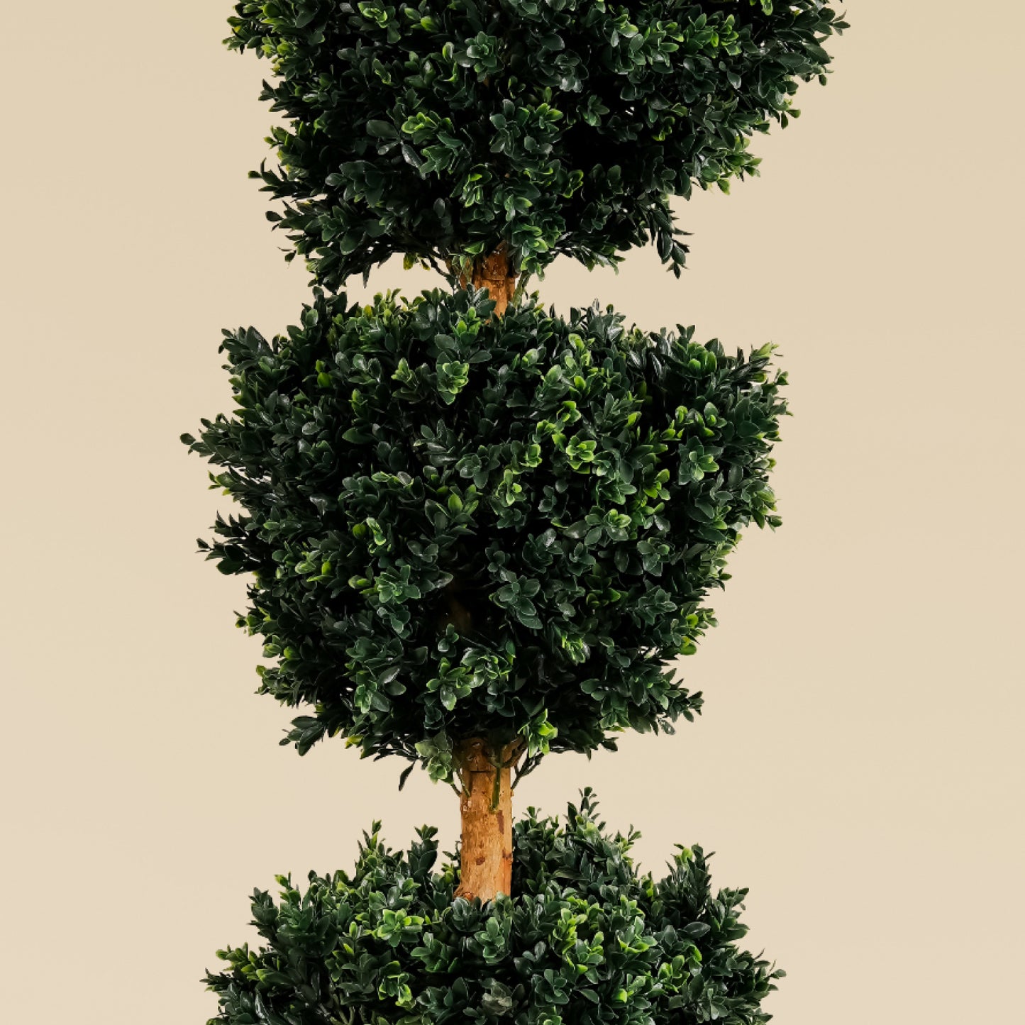 Camellia Ball Tree (152cm)