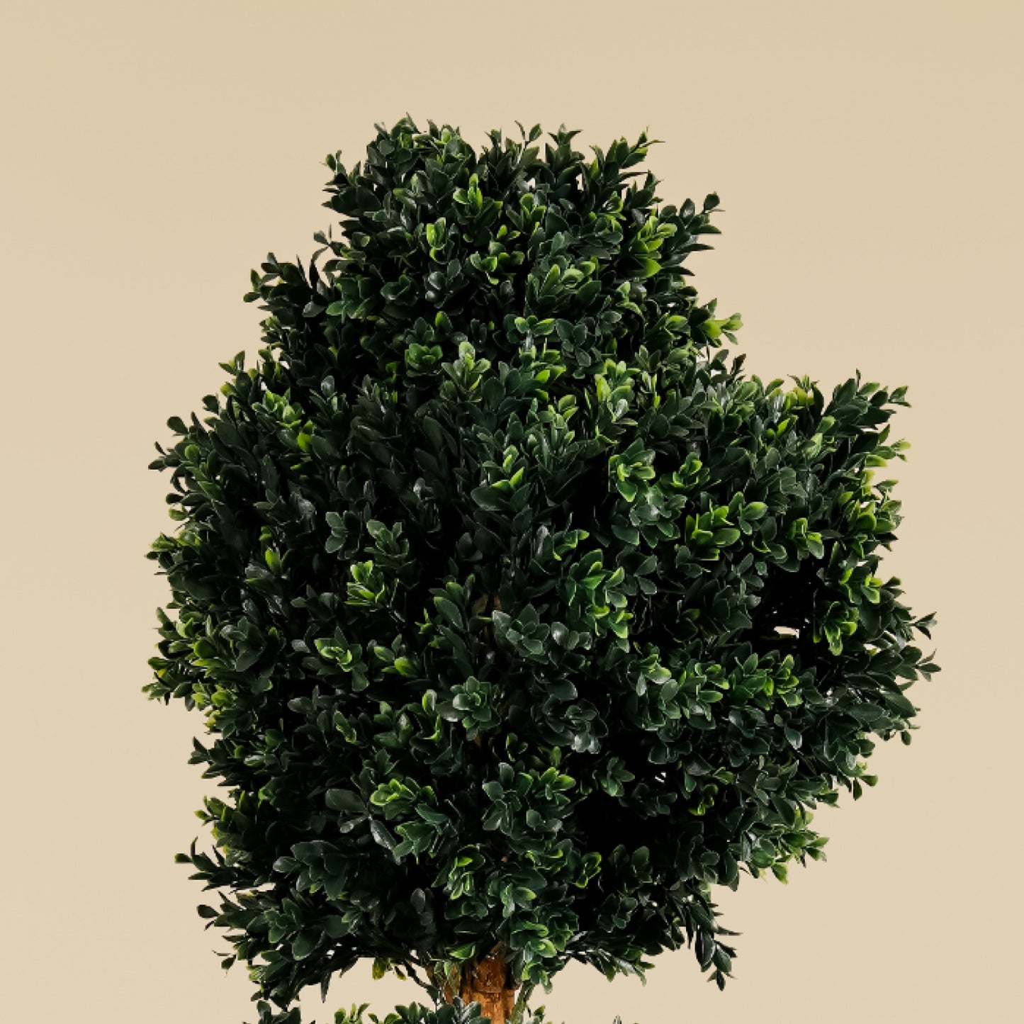 Camellia Ball Tree (152cm)