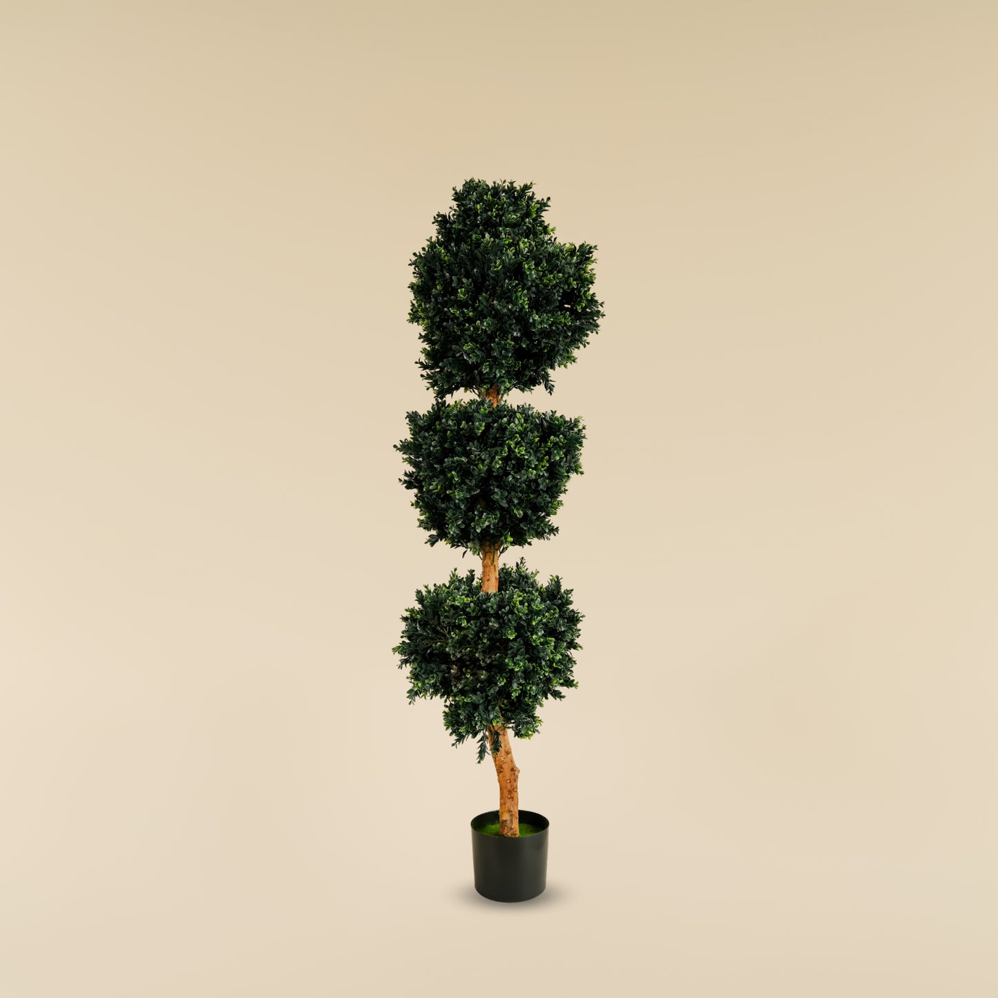 Camellia Ball Tree (152cm)