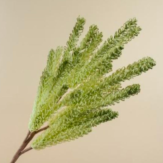 Pampas Reed Stem Faux Foam Flower (Green & White)