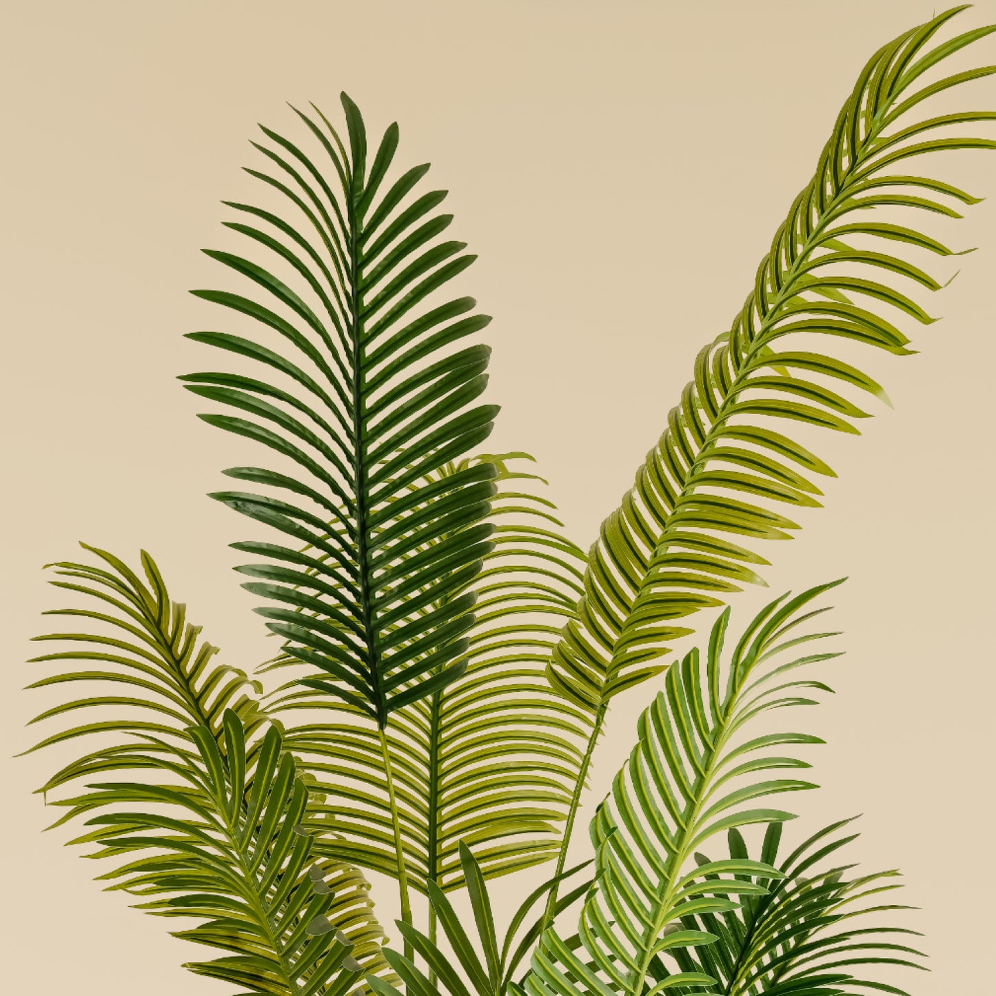 Areca Palm (13 leaves)