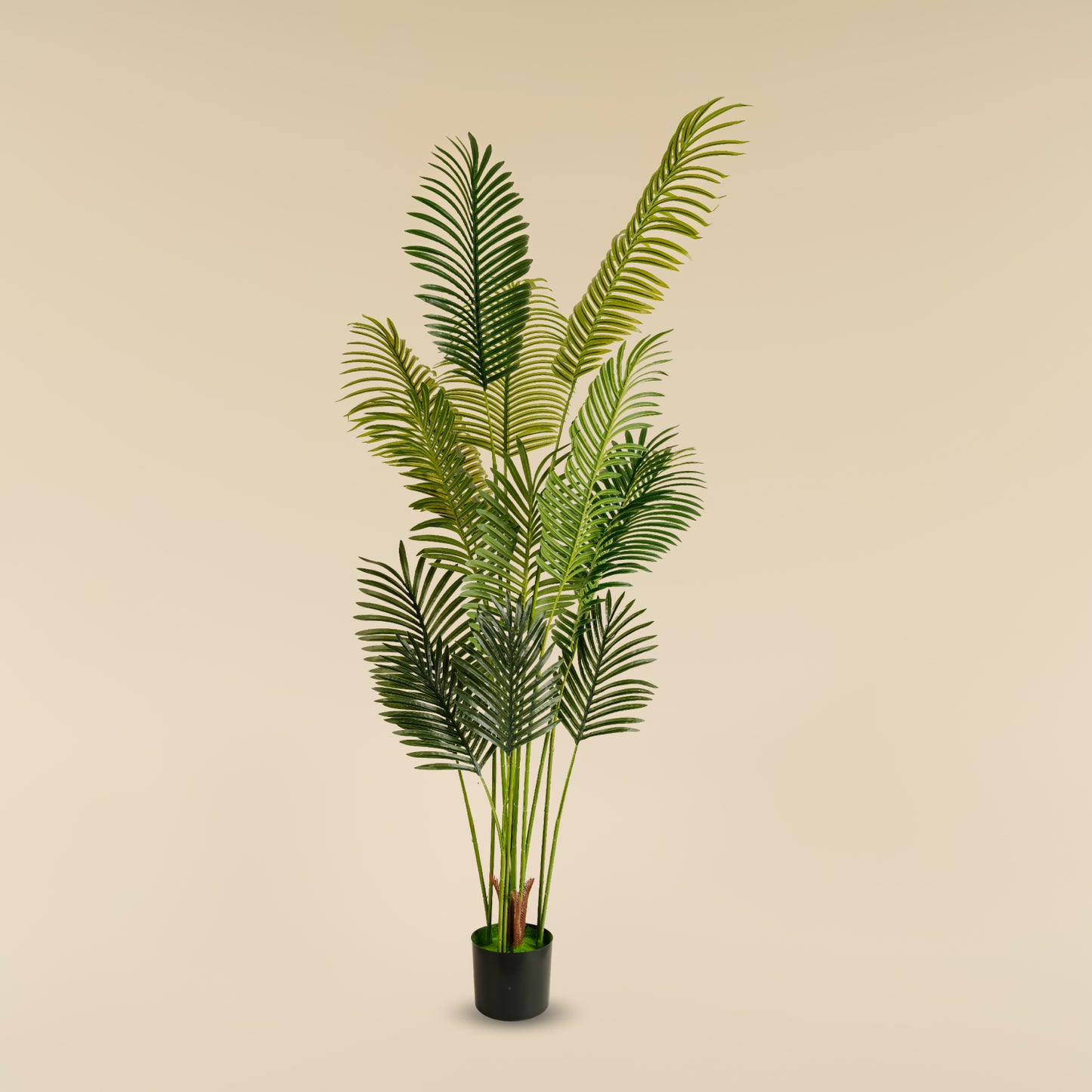 Areca Palm (13 leaves)