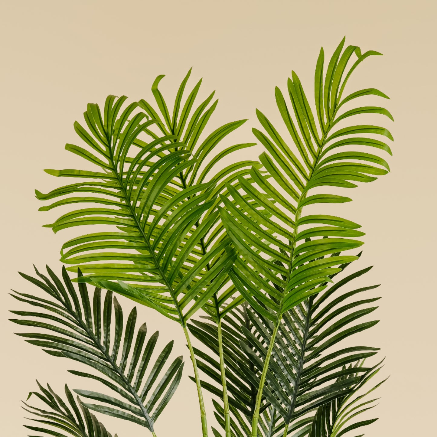 Areca Palm (9 leaves)