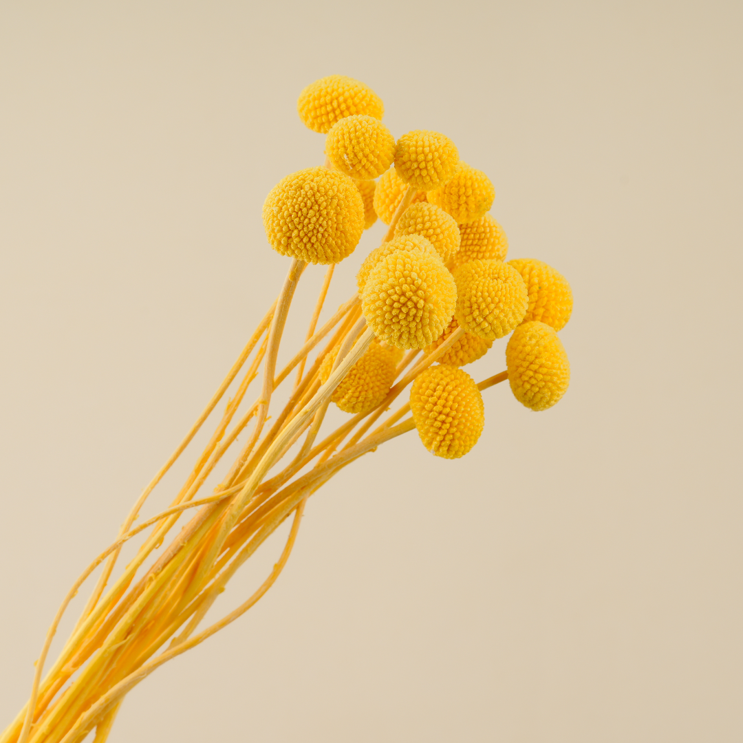 Dried Billy Ball (Yellow)