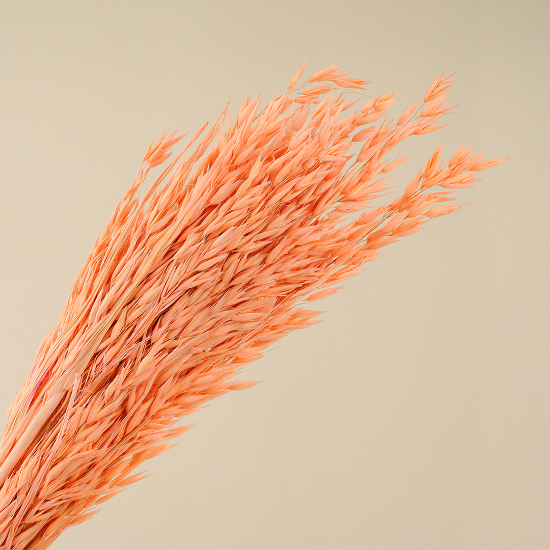 Dried Botanical - Avoine Rose (Dark Cream)