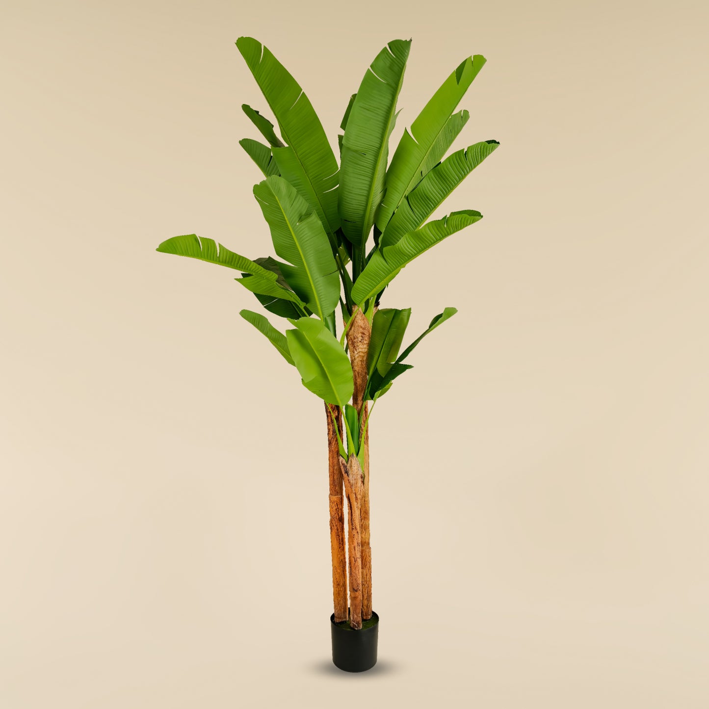 Banana Tree 7.9 ft