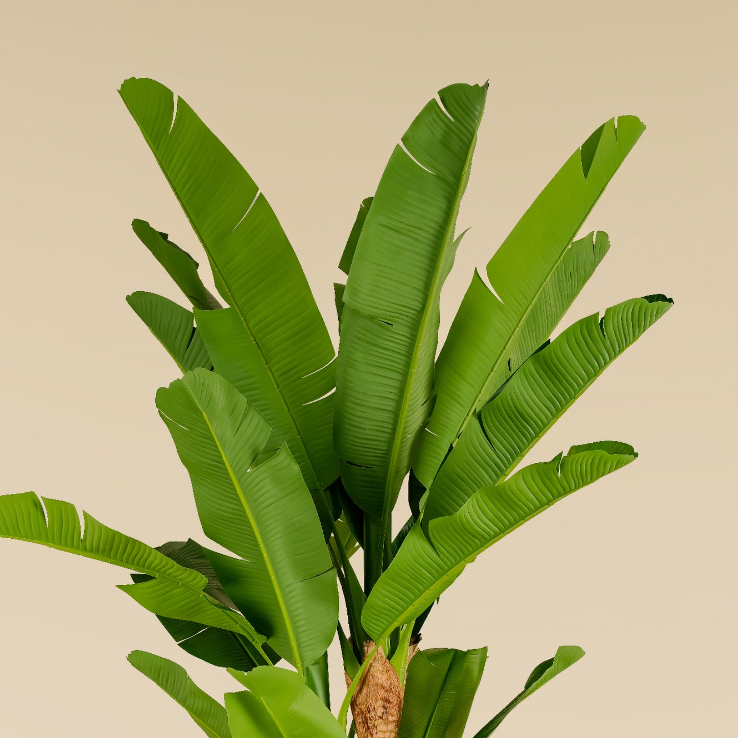 Banana Tree 7.9 ft
