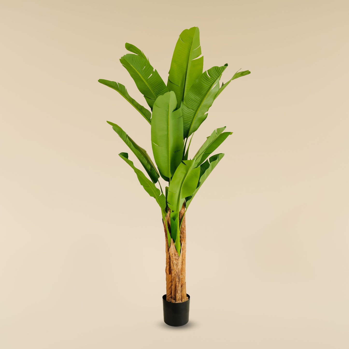 Banana Tree 6.6 ft