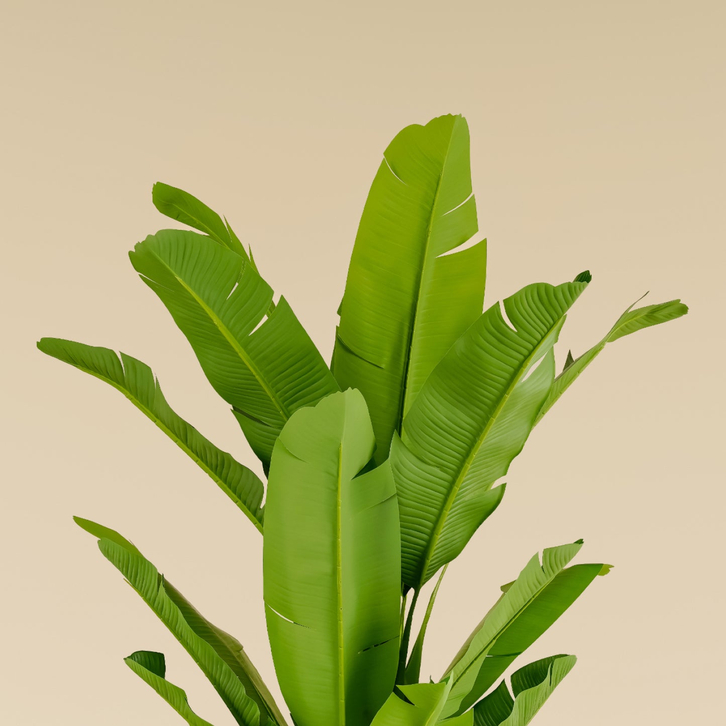 Banana Tree 6.6 ft