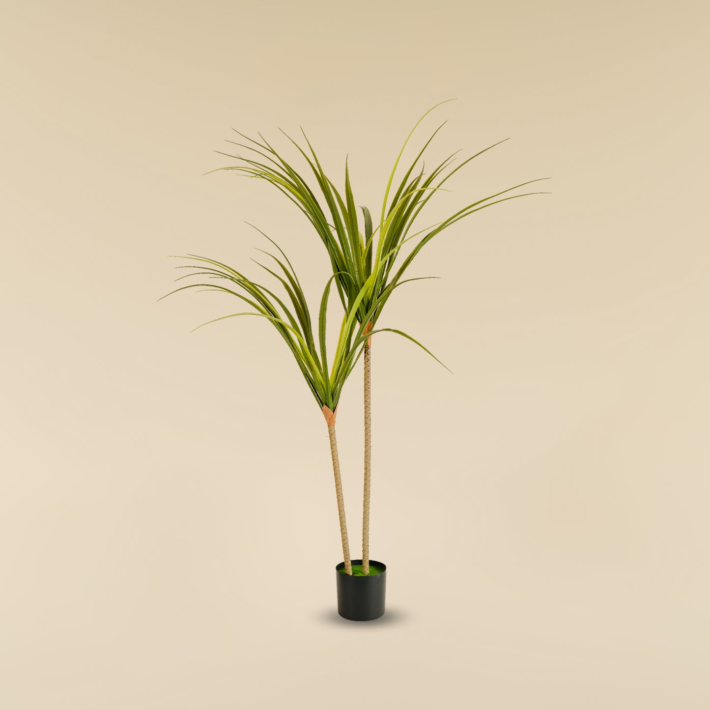 Dragon Tree (2 heads)