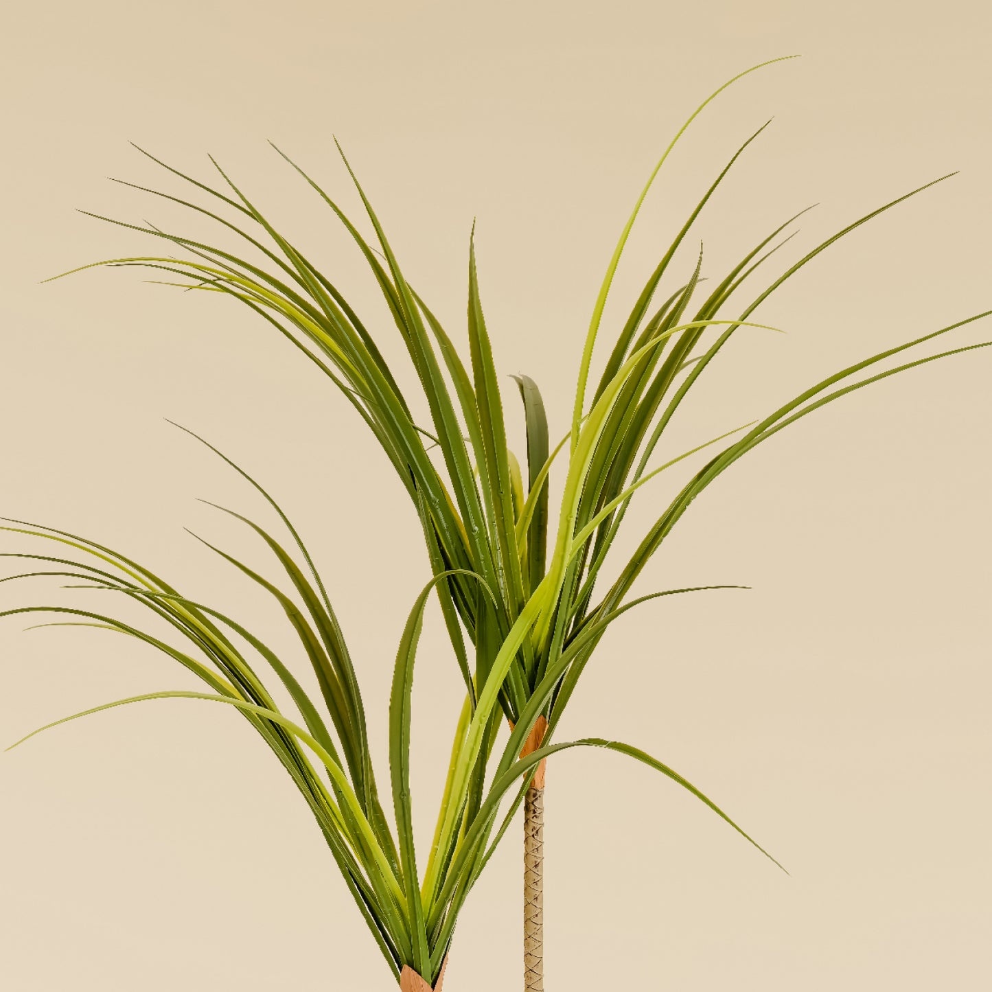 Dragon Tree (2 heads)