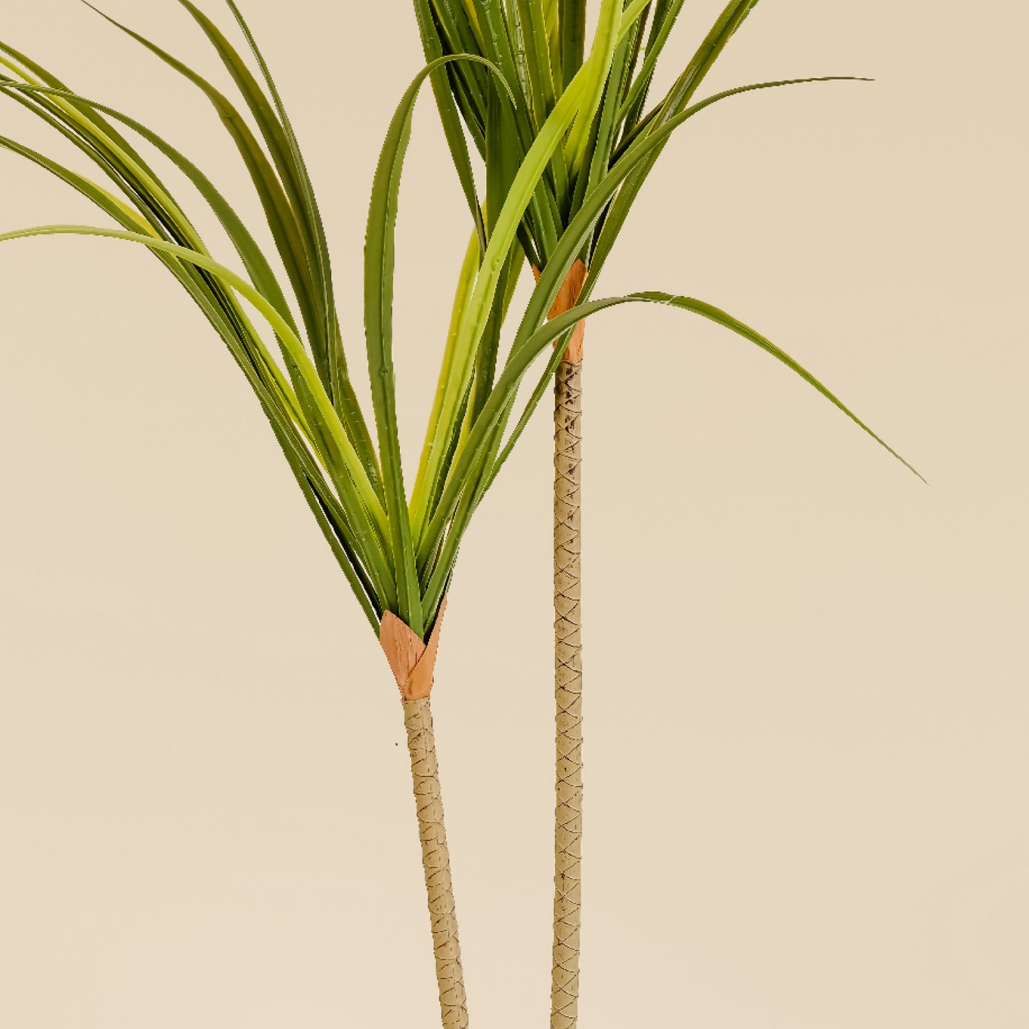 Dragon Tree (2 heads)