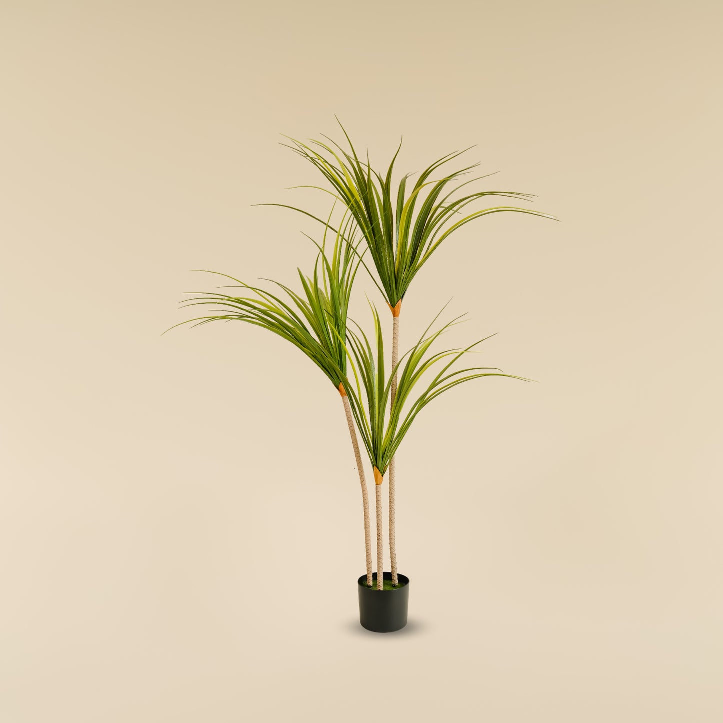 Dragon Tree (3 heads)