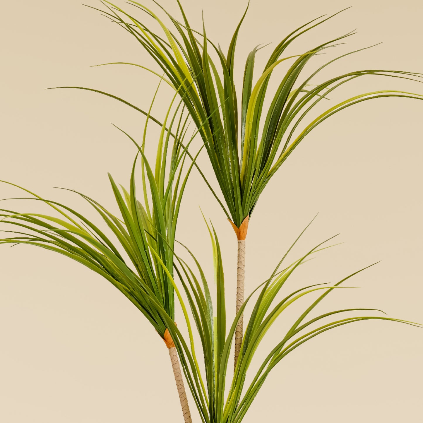 Dragon Tree (3 heads)