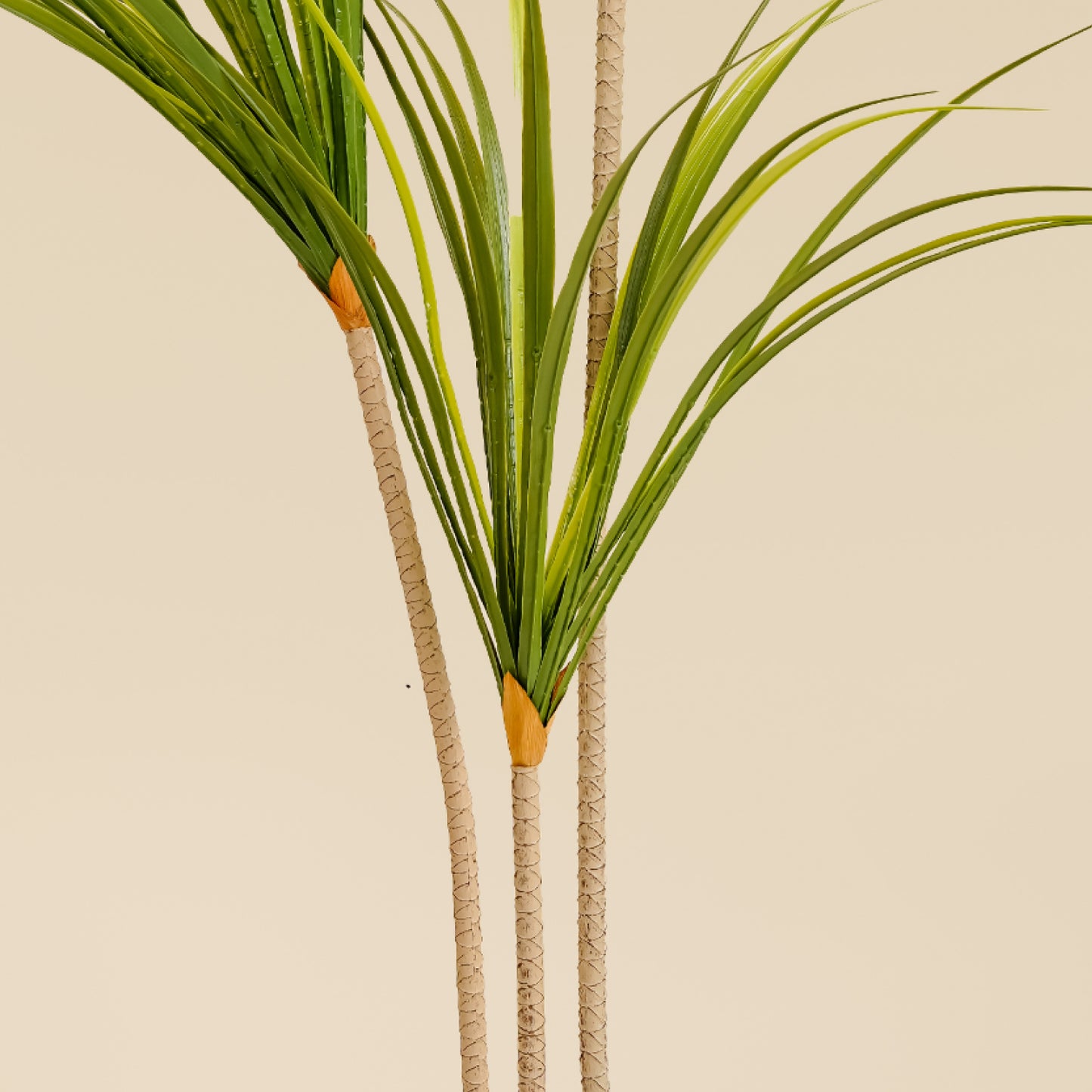 Dragon Tree (3 heads)