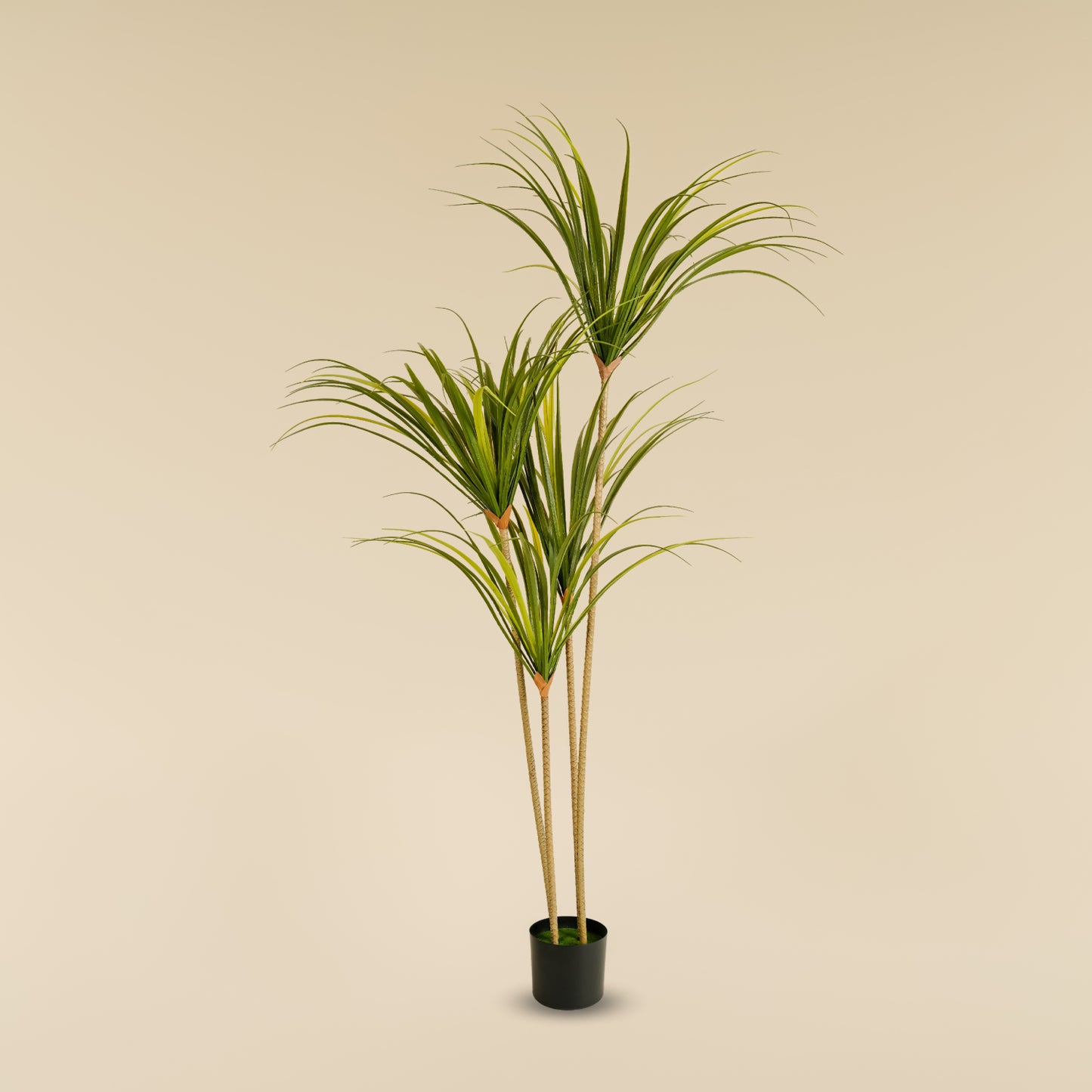 Dragon Tree (4 heads)