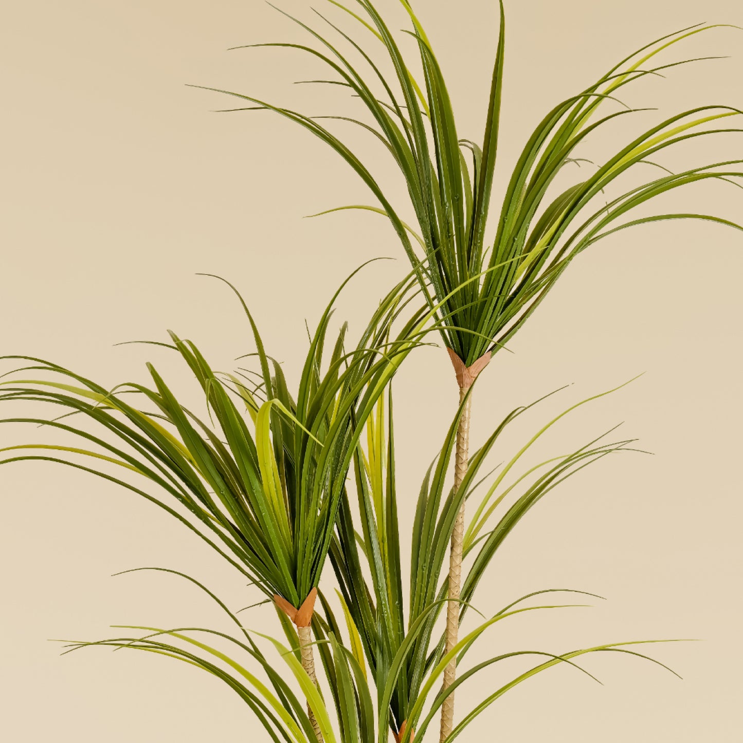 Dragon Tree (4 heads)