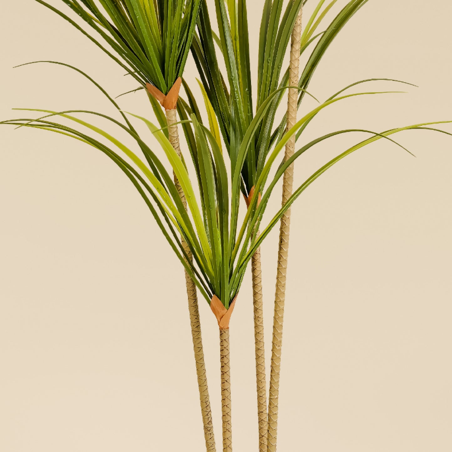 Dragon Tree (4 heads)