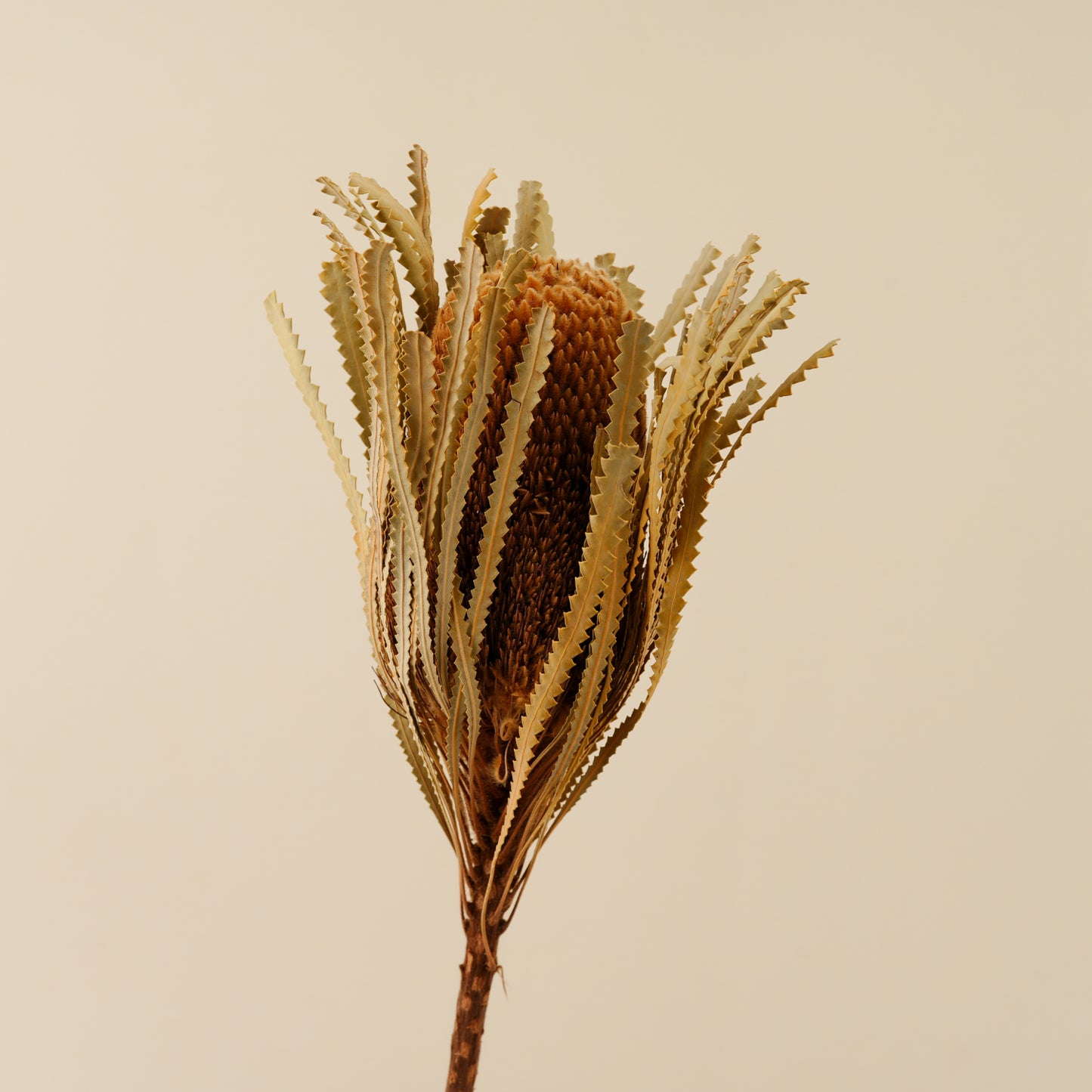 Dried Belle Fleur  Banksia Flower