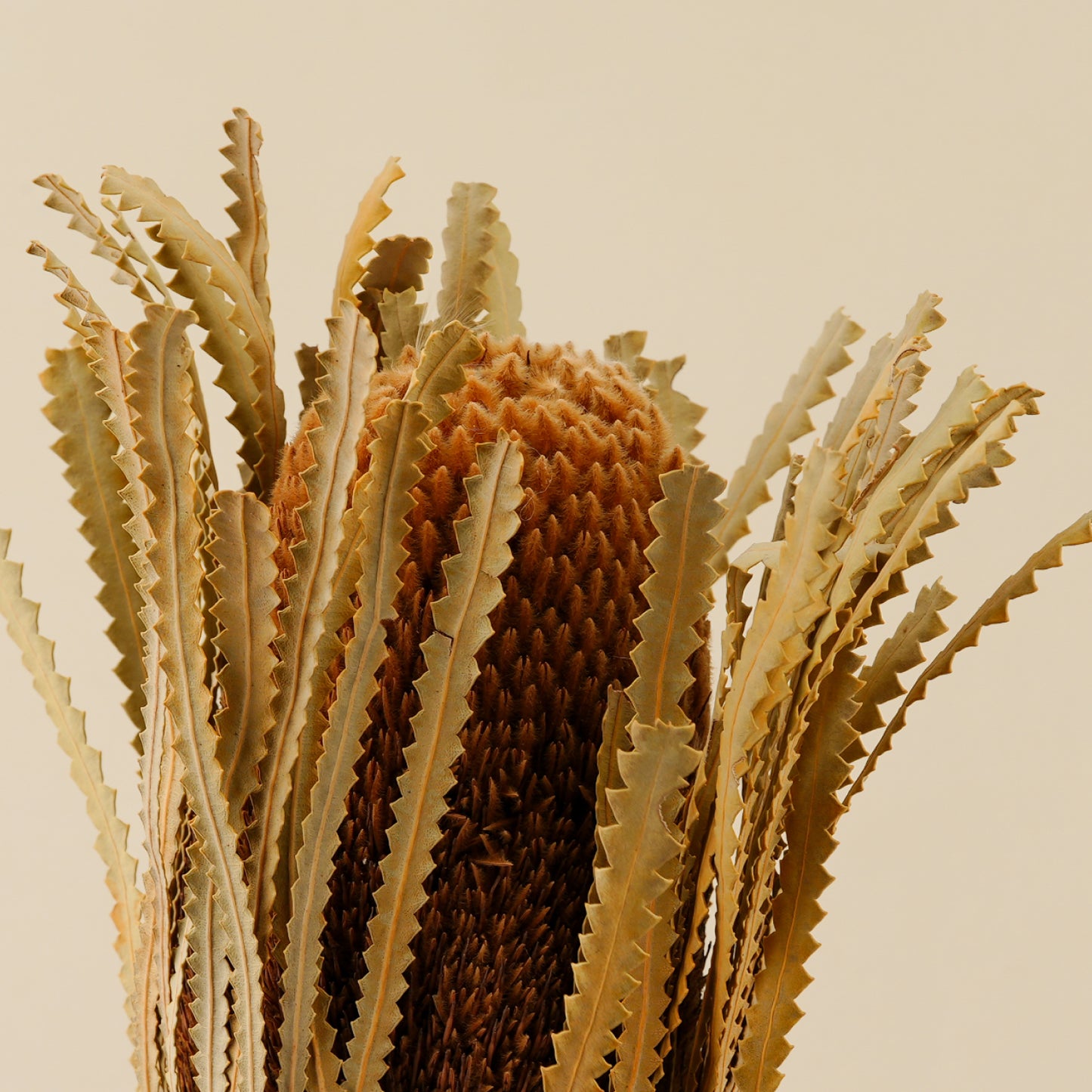 Dried Belle Fleur  Banksia Flower