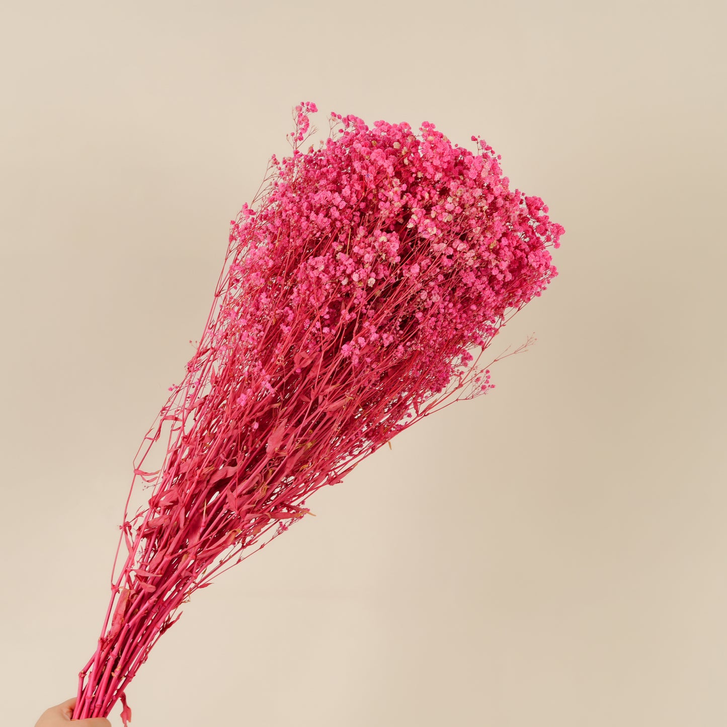 Dried Botanical - Gypsophile Pan Pres Rose