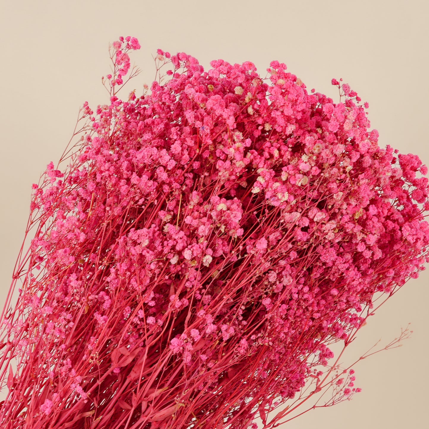 Dried Botanical - Gypsophile Pan Pres Rose