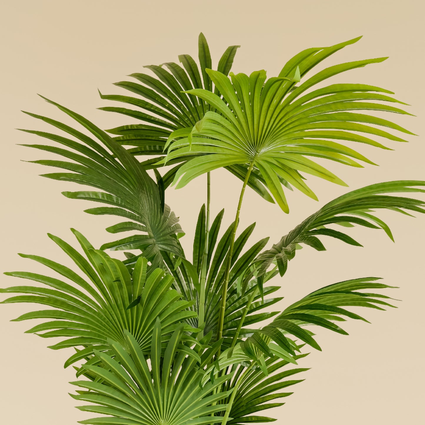 Fan Palm (10 leaves)