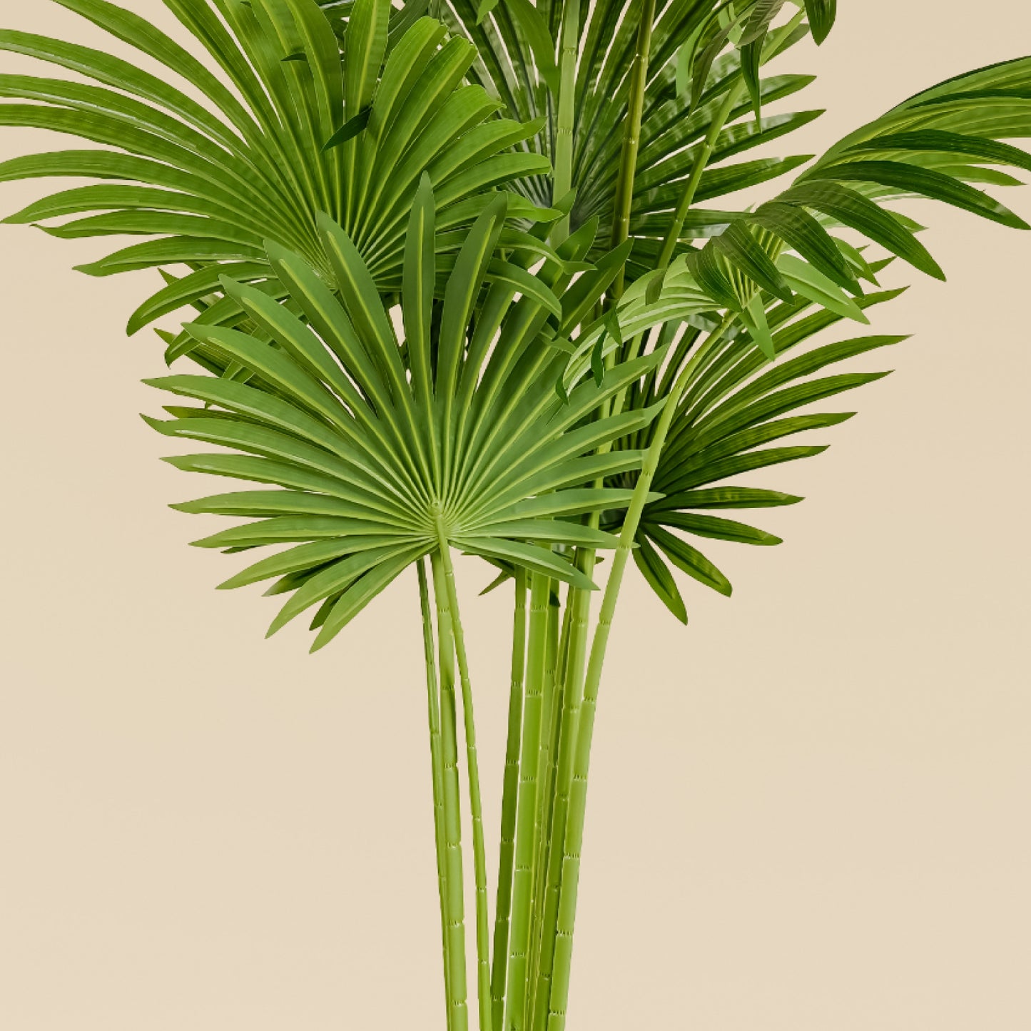 Fan Palm (10 leaves)