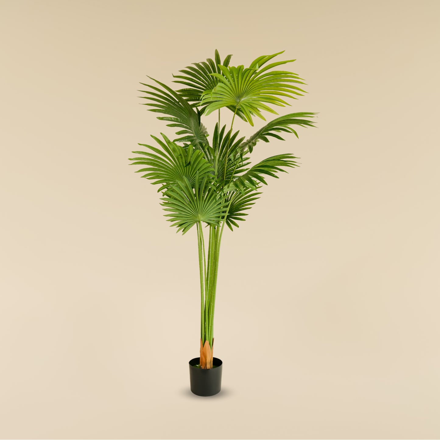Fan Palm (10 leaves)
