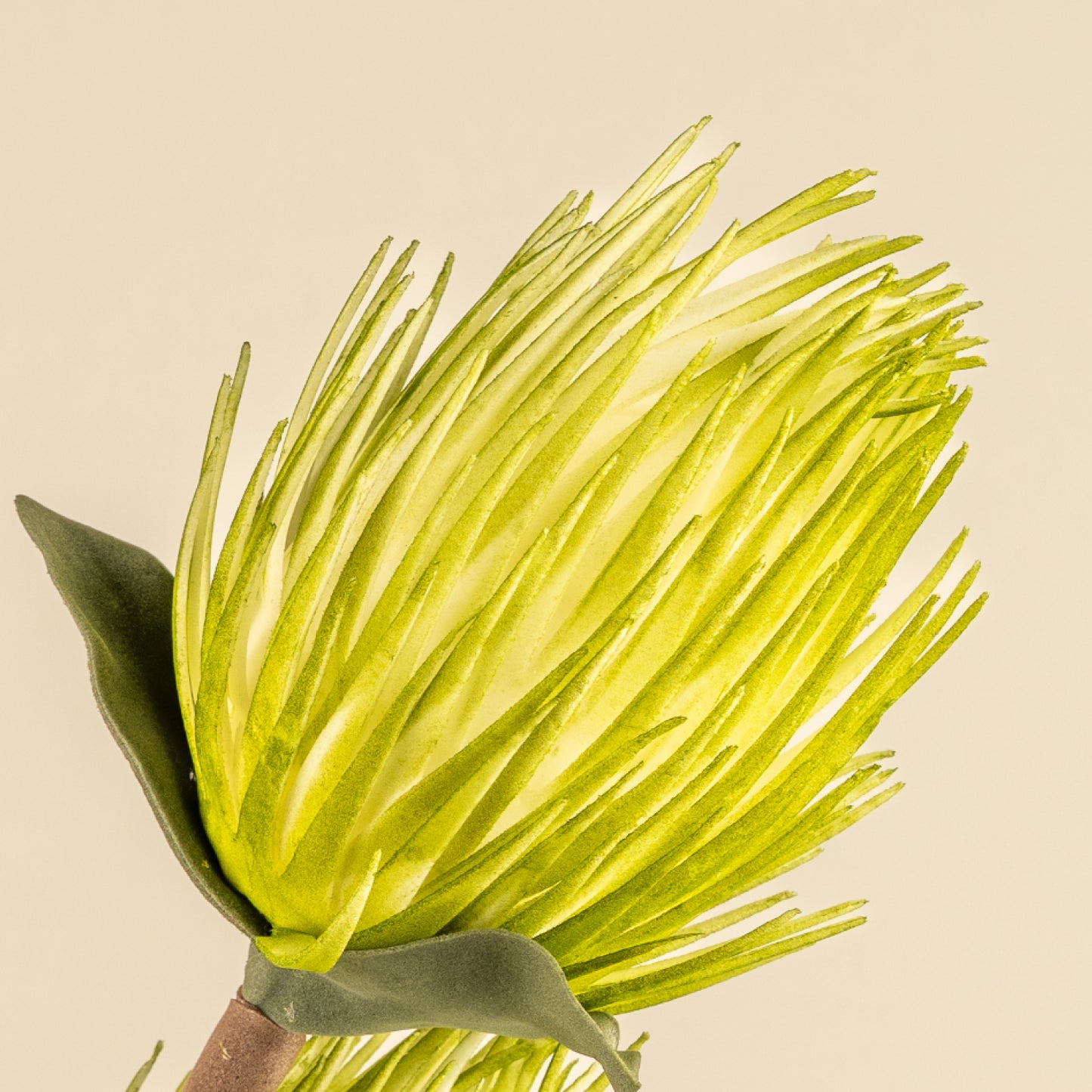 Full moon Protea Faux Foam Flower (Green)