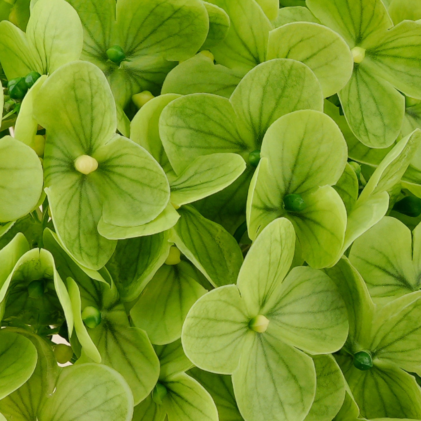 Artificial 3D real-touch Hydrangea (Green)