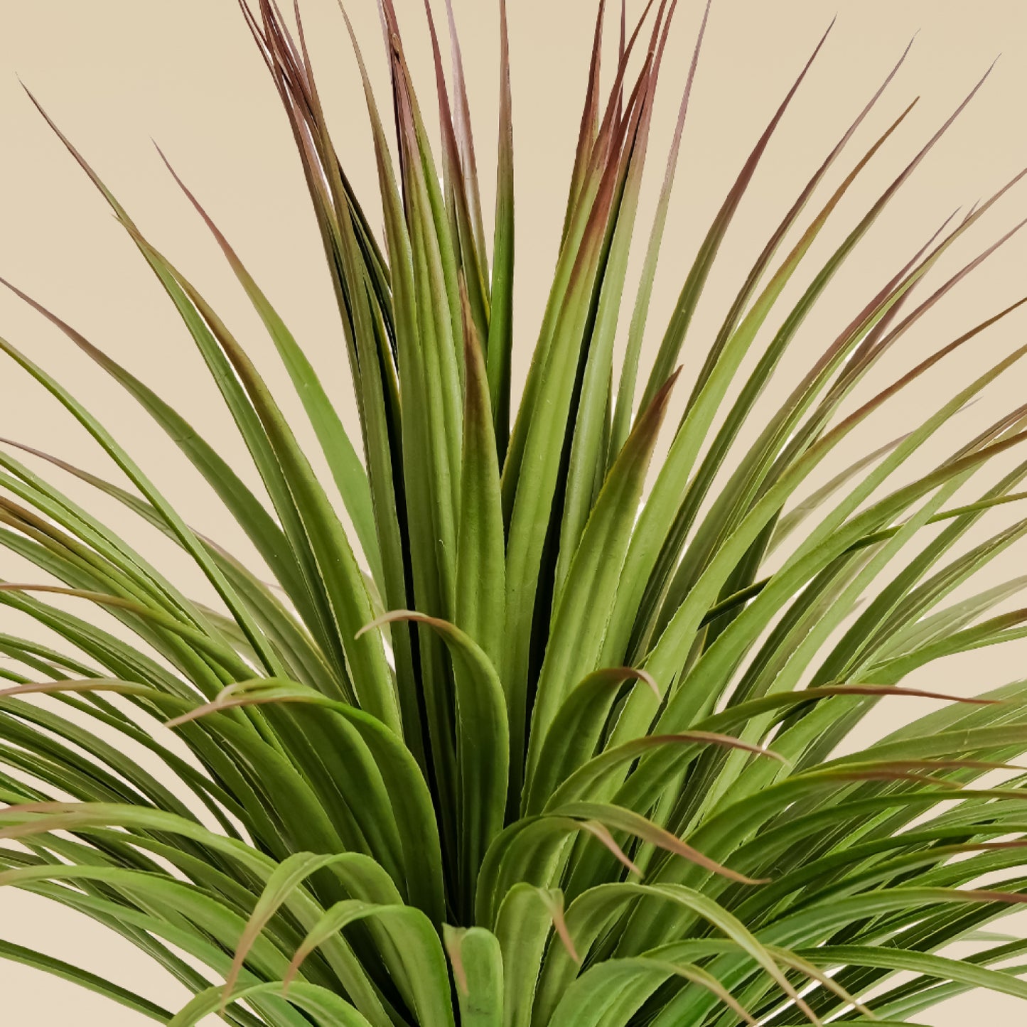 Green Yucca Plant (170 Leaves)