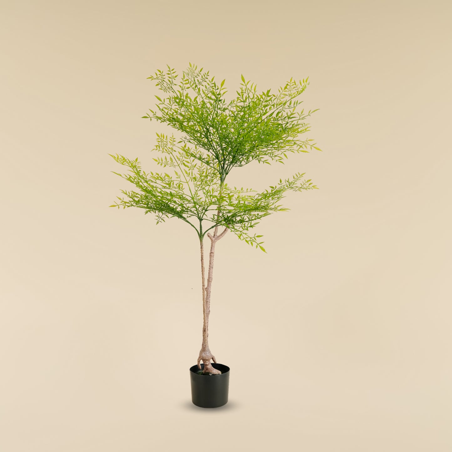 Heavenly Bamboo (Spring - 5.6 Feet)
