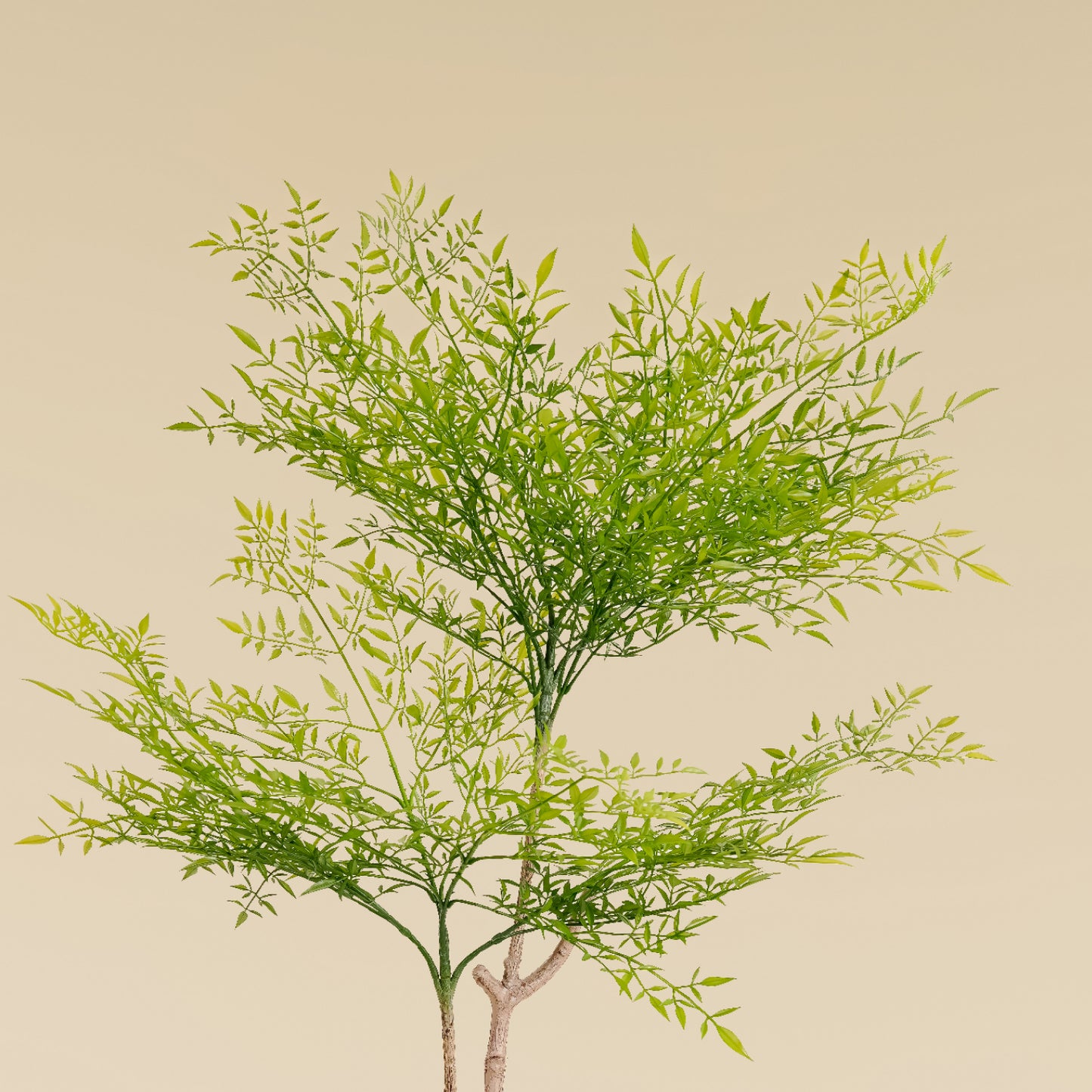 Heavenly Bamboo (Spring - 5.6 Feet)