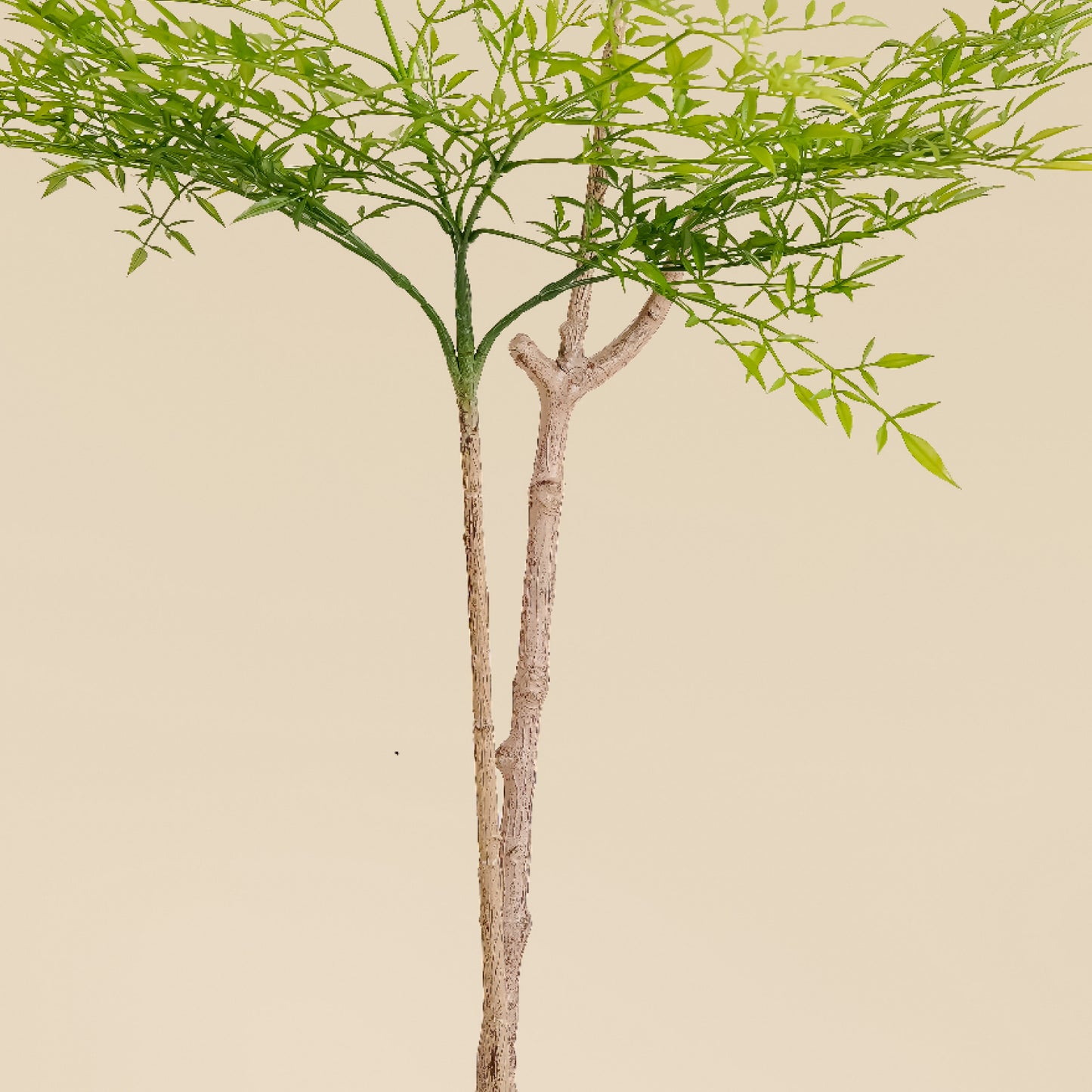 Heavenly Bamboo (Spring - 5.6 Feet)